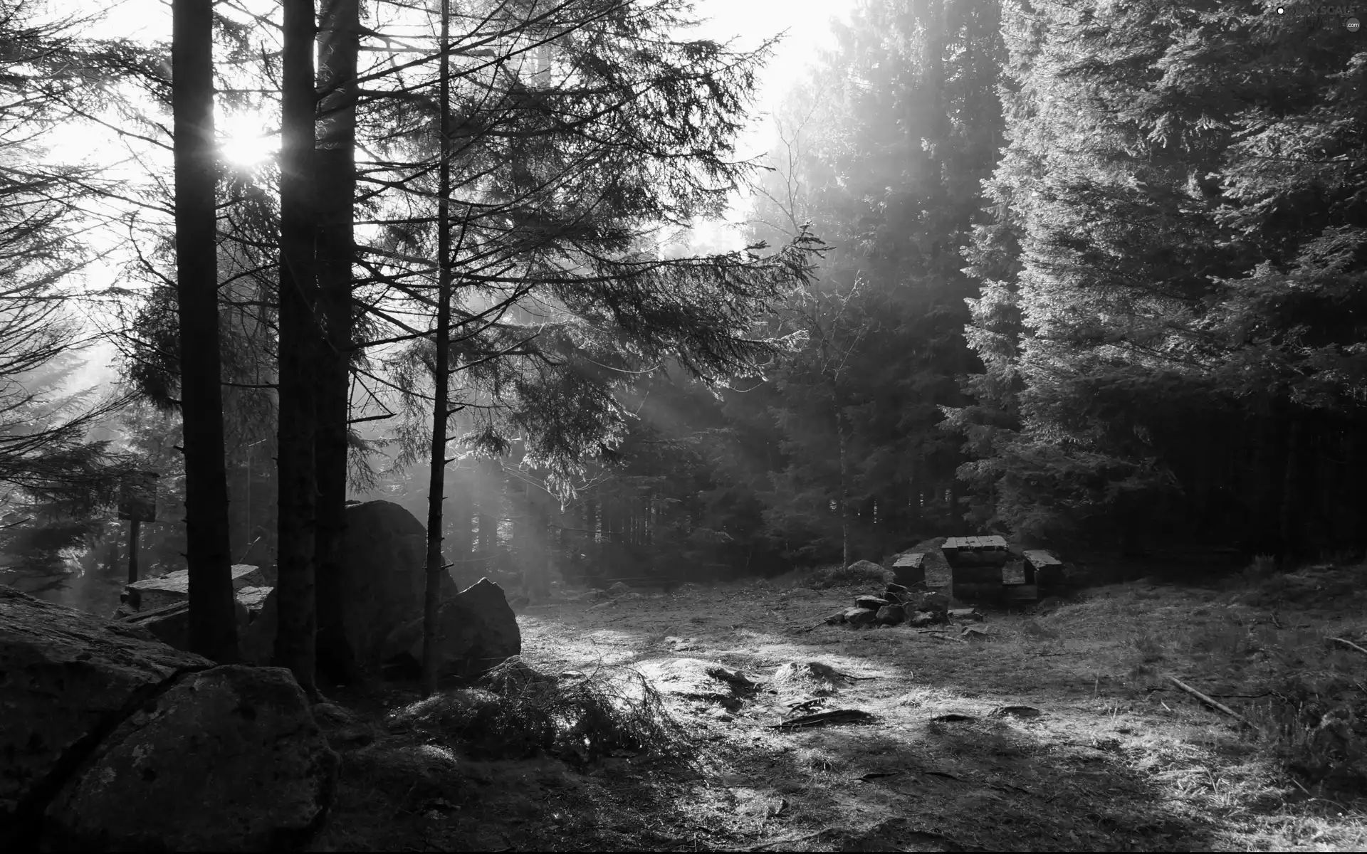 forest, rays of the Sun