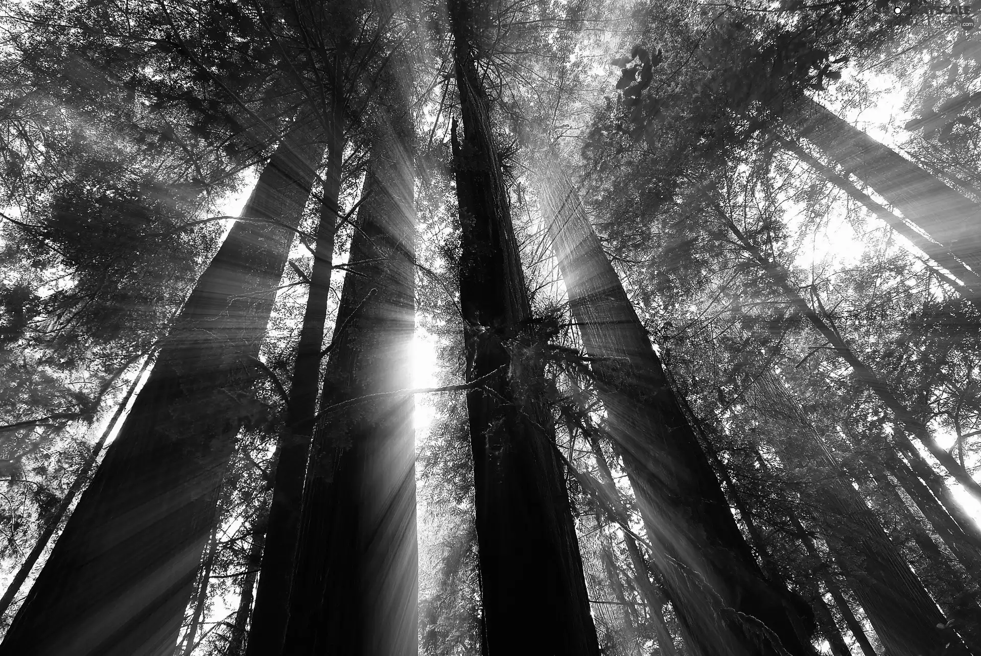 rays, sun, viewes, forest, trees