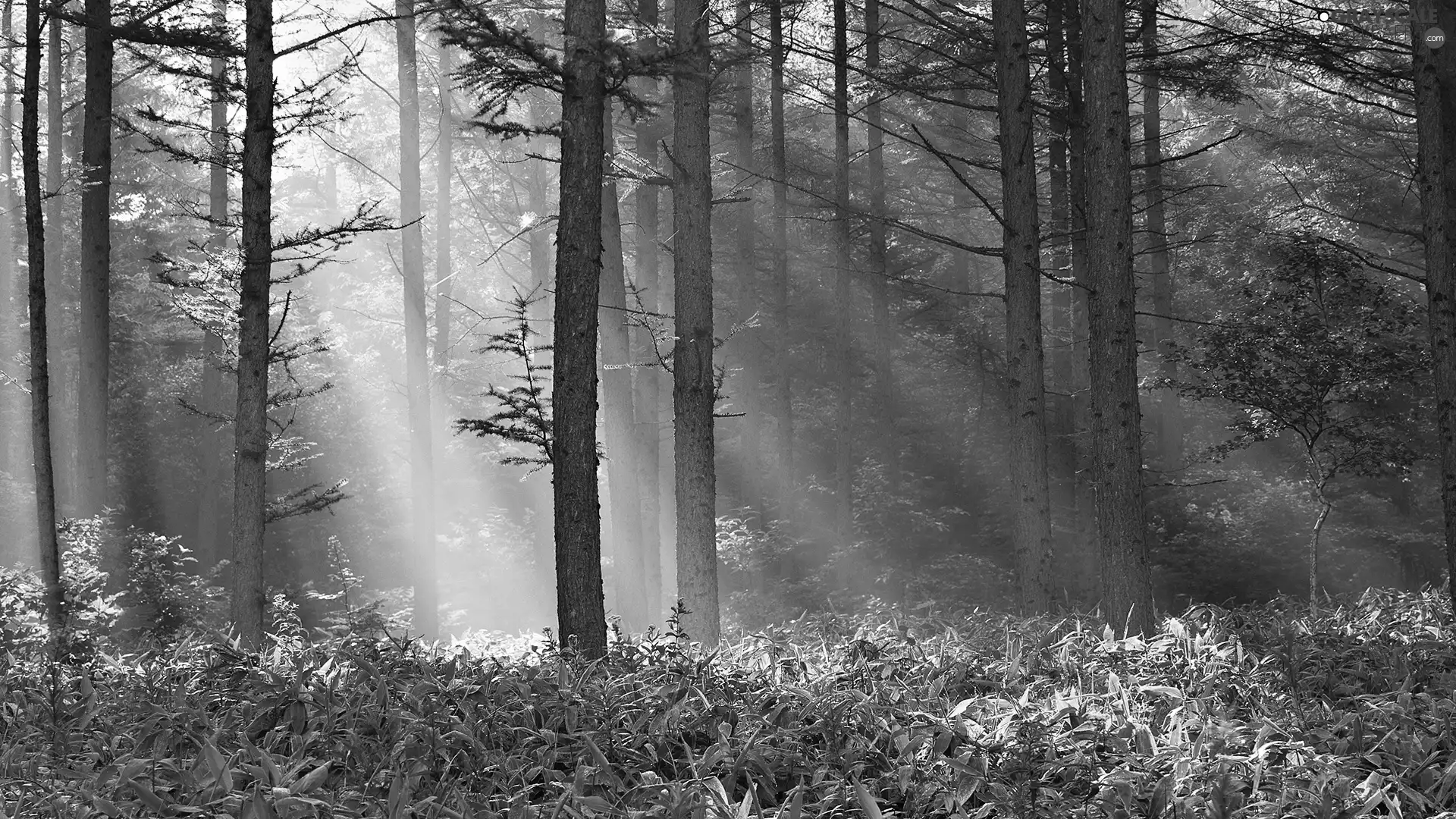 rays, sun, viewes, grass, trees