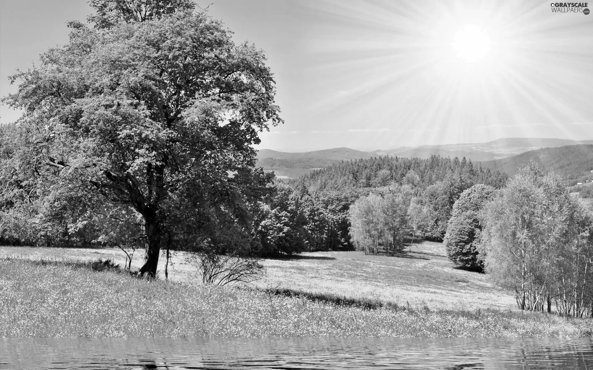 rays, sun, viewes, Meadow, trees