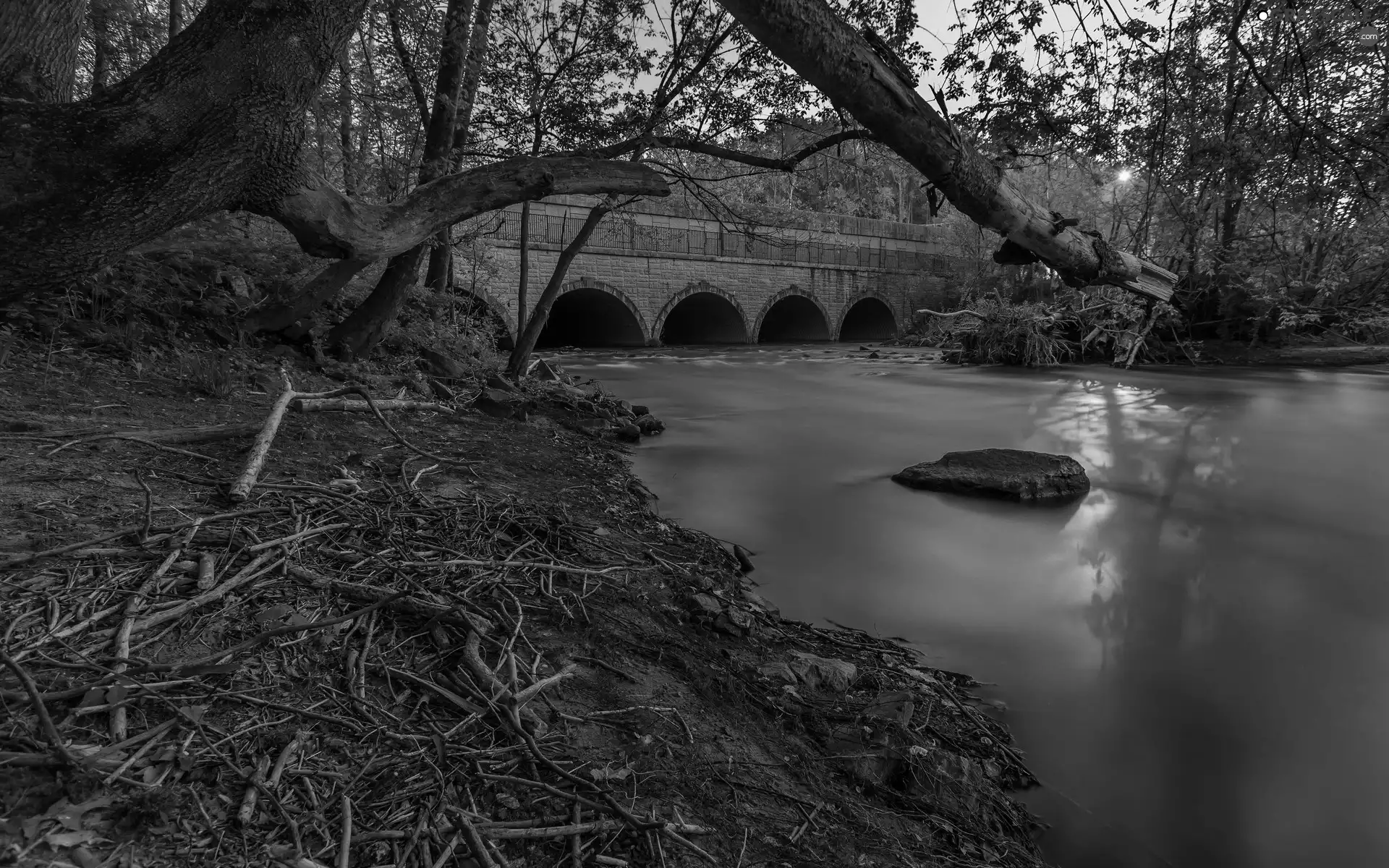 trees, bridge, rays, sun, viewes, River