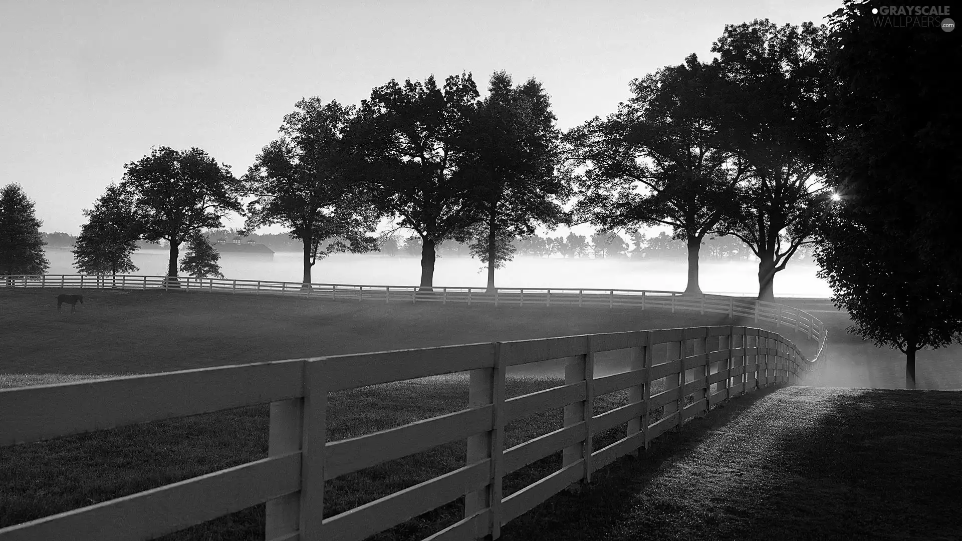 trees, Meadow, rays, sun, viewes, Fog