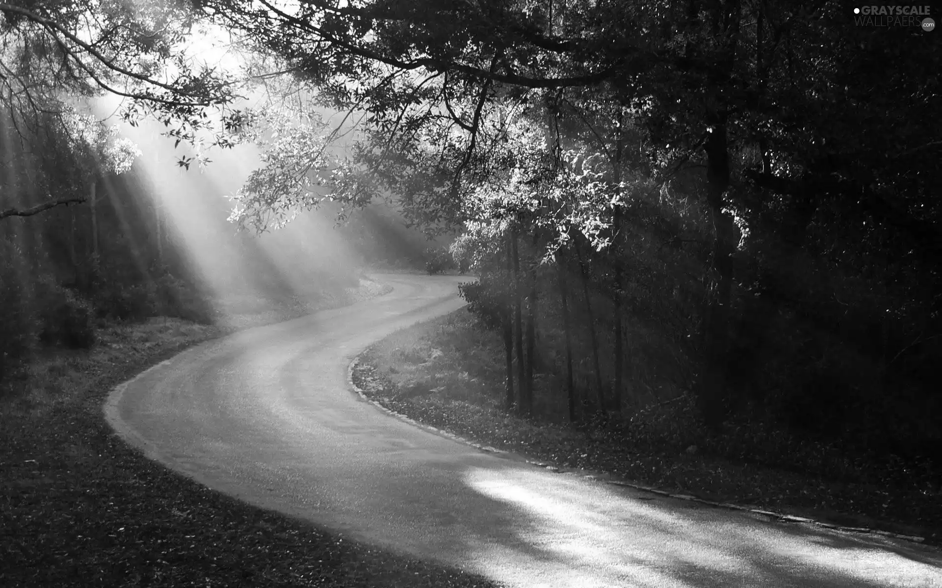 rays, sun, trees, viewes, Way