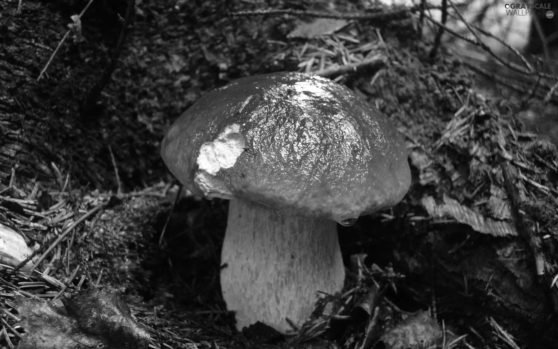 Real mushroom, boletus