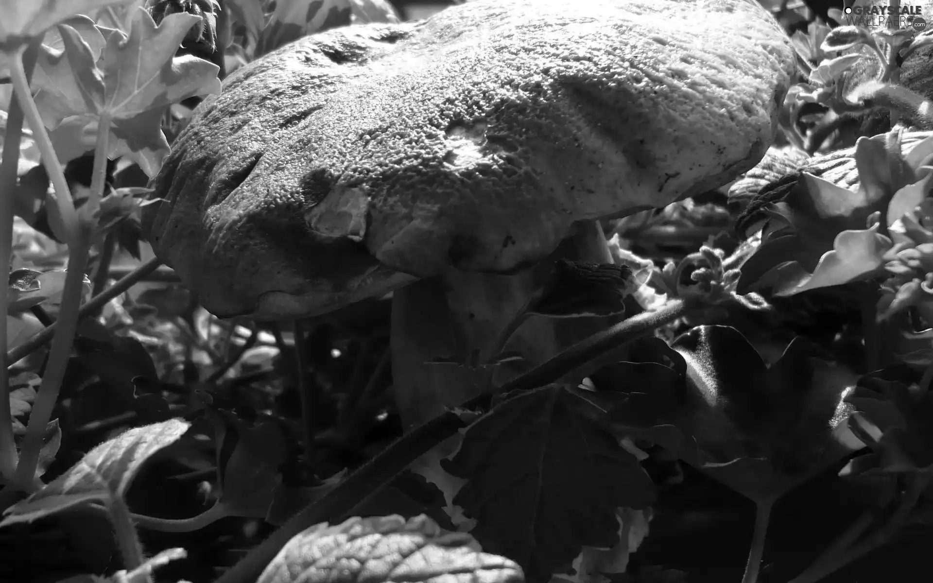 Leaf, Big, Real mushroom