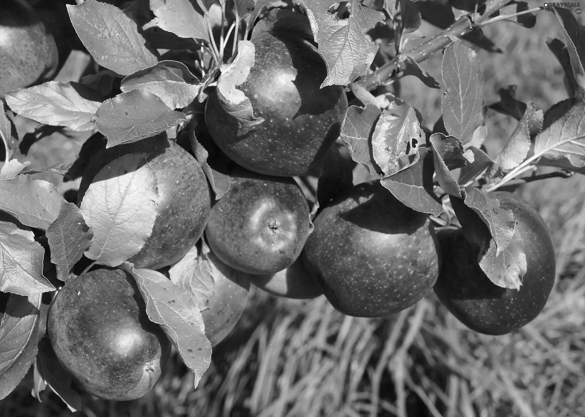 apples, apple-tree, Red