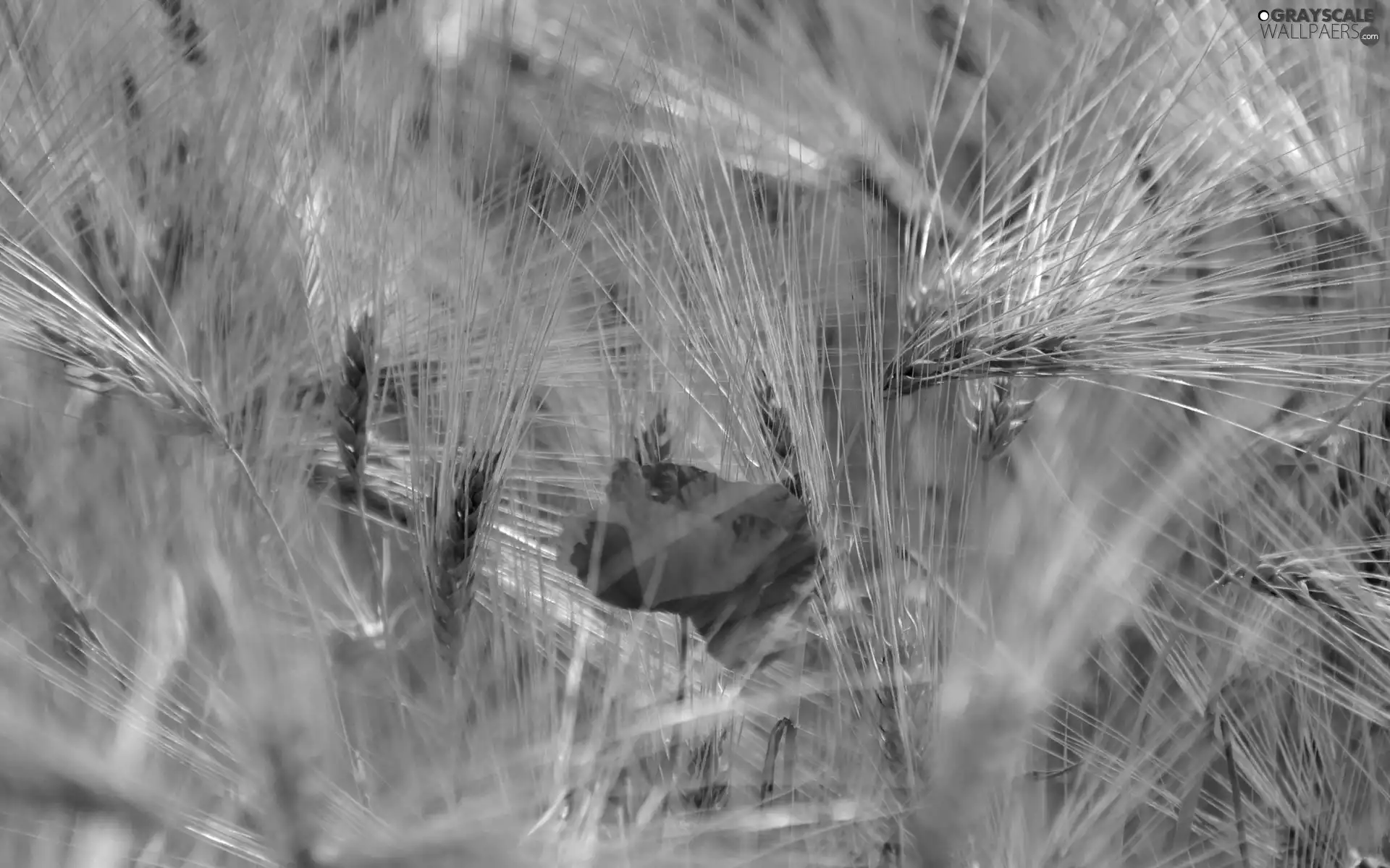 barley, cereals, red weed, Ears