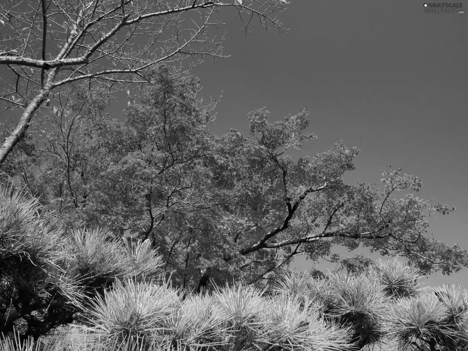 Red, green ones, blue, Sky, trees, Bush