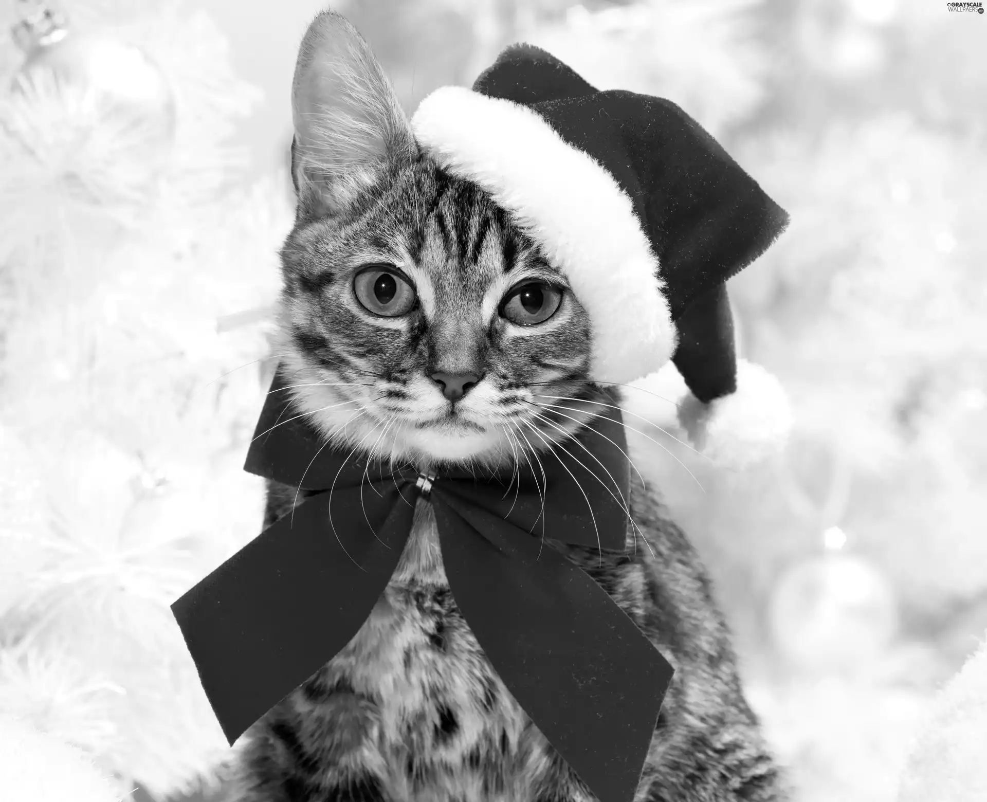 red hot, bow, Hat, Nicholas, cat