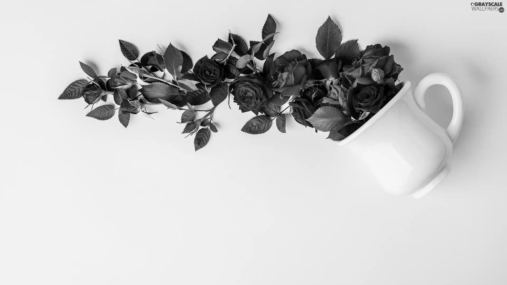 roses, cup, Bright, Red, White, Leaf, background