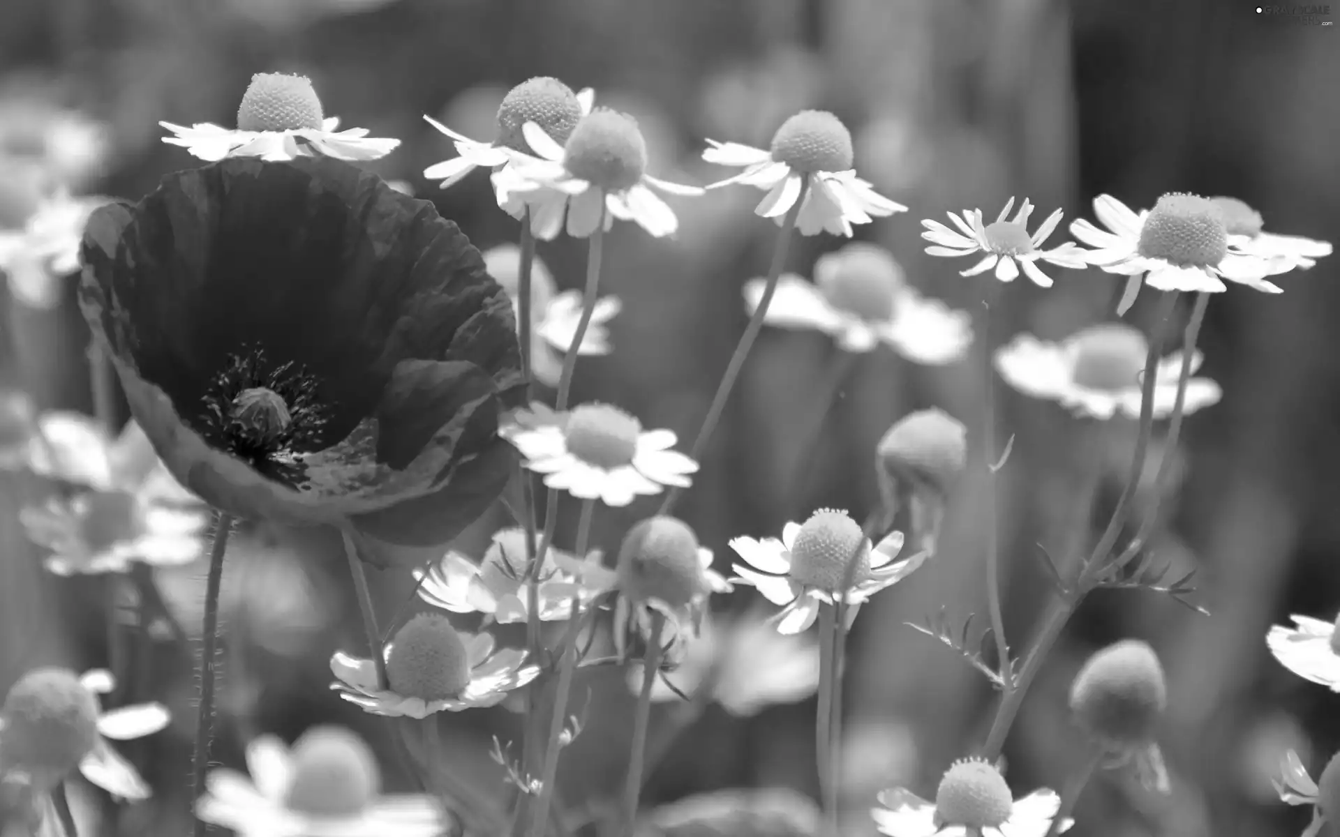 red weed, chamomile