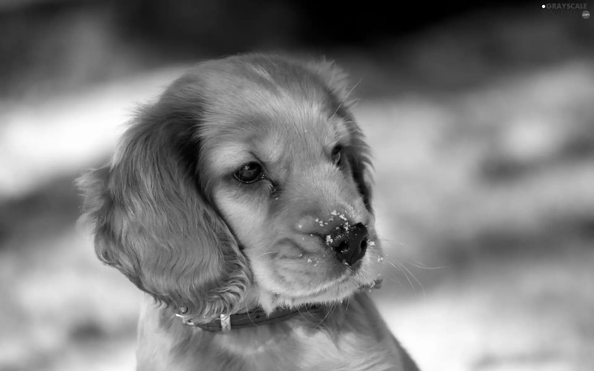 dog-collar, dog, red hot