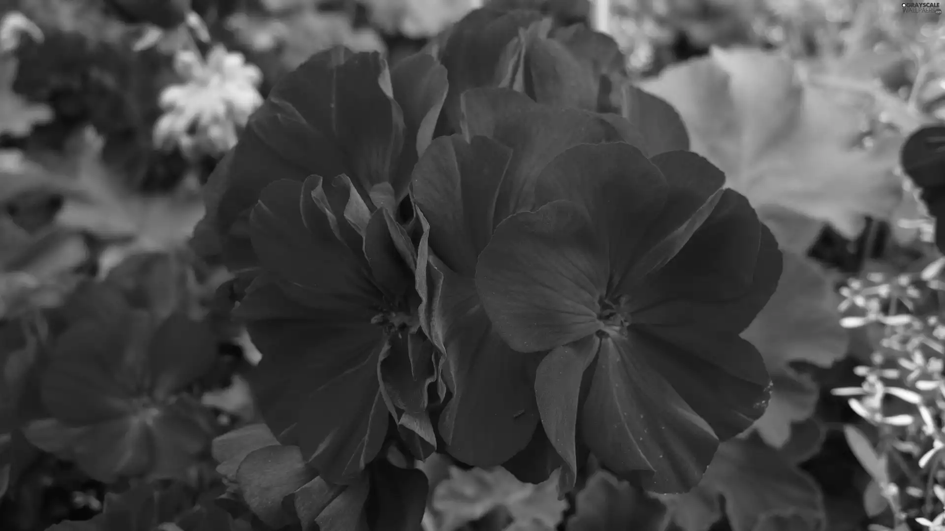 Geranium, Colourfull Flowers, Red