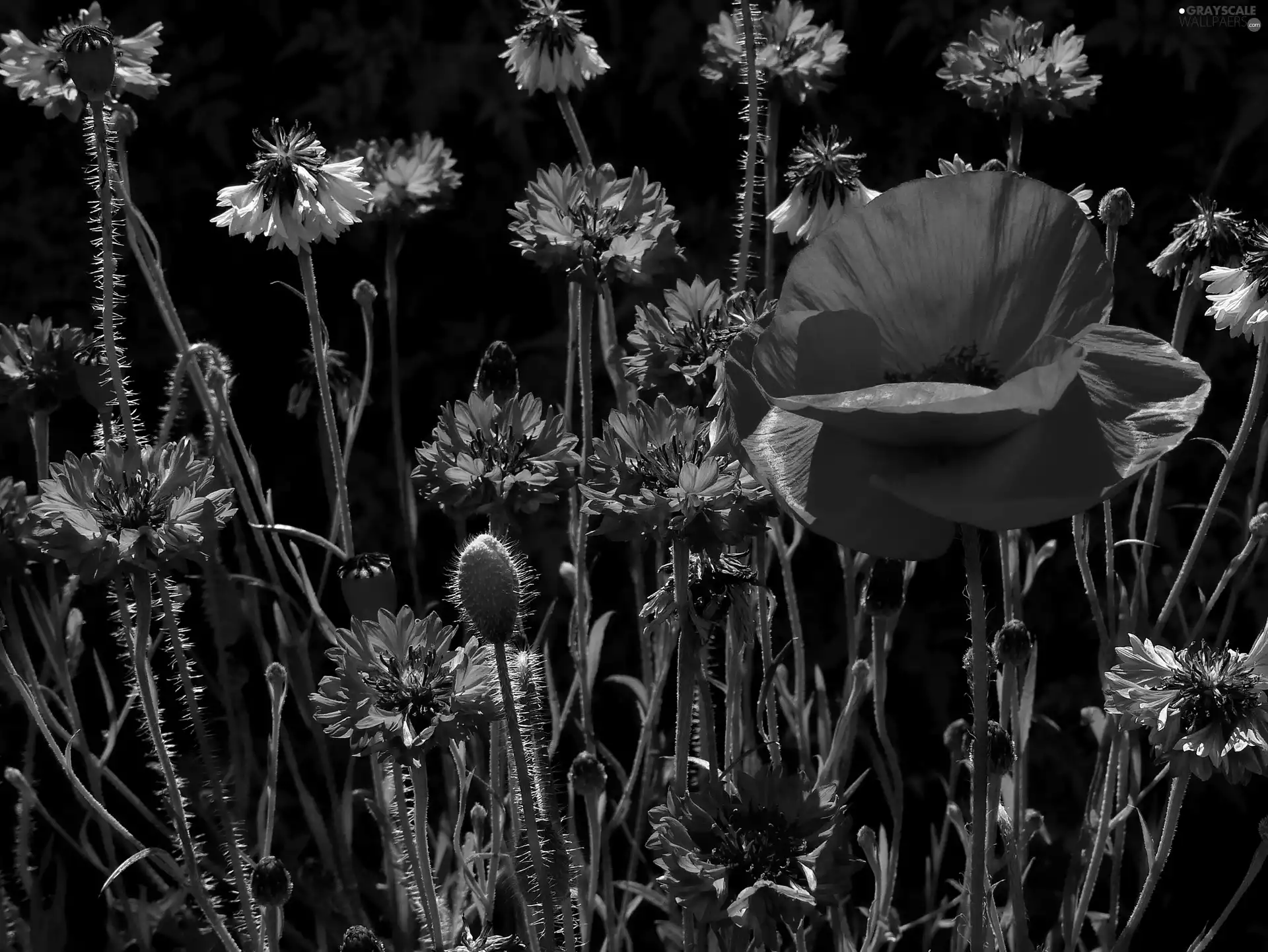 red weed, cornflowers