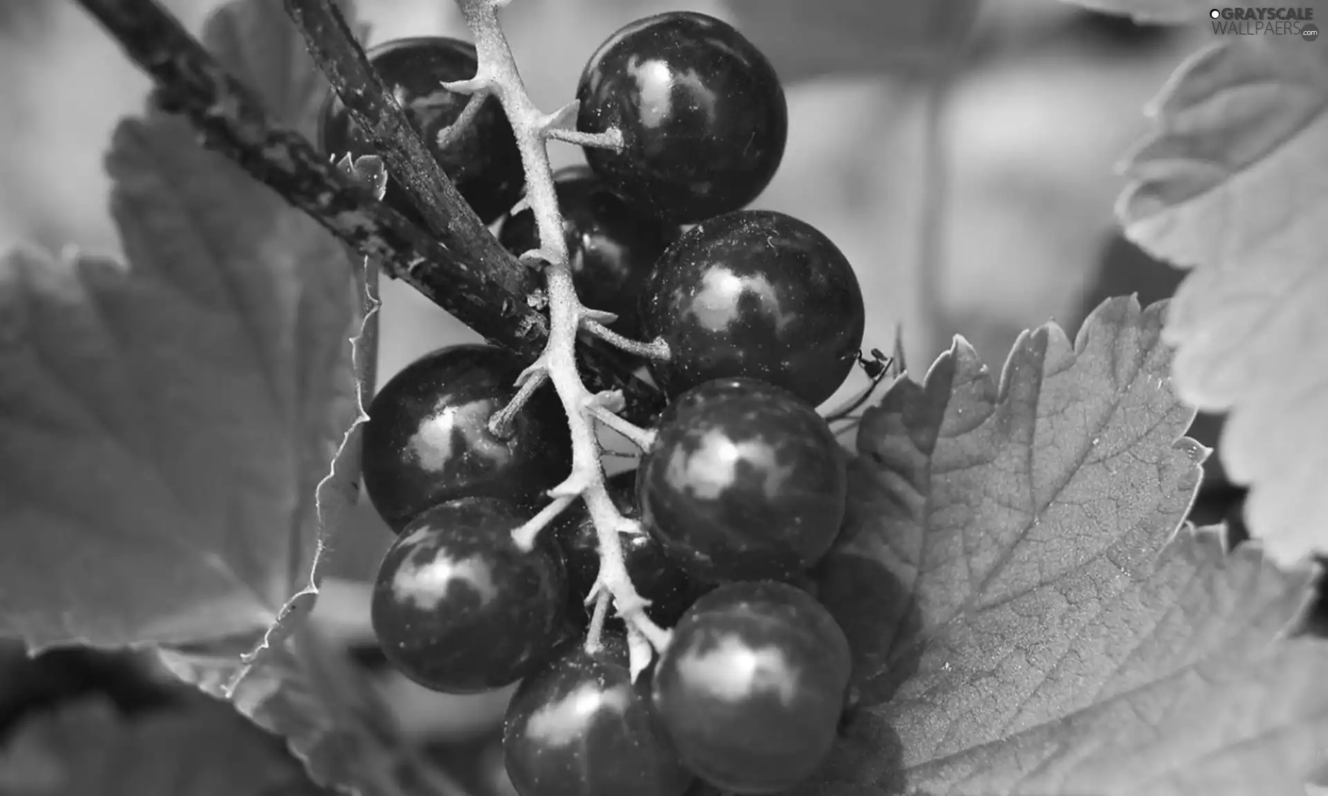 currant, leaves, red hot