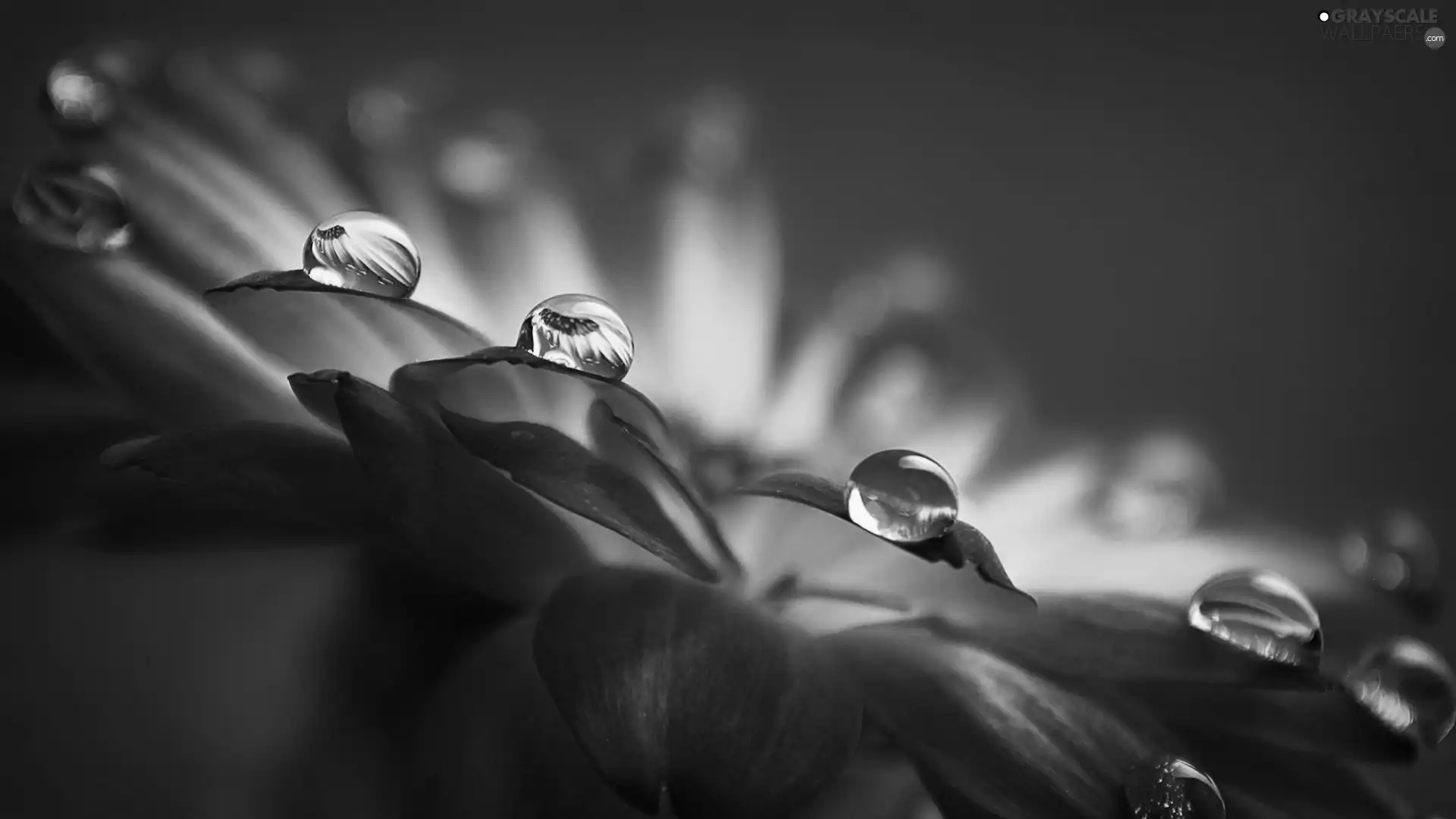 drops, Colourfull Flowers, Red, rain