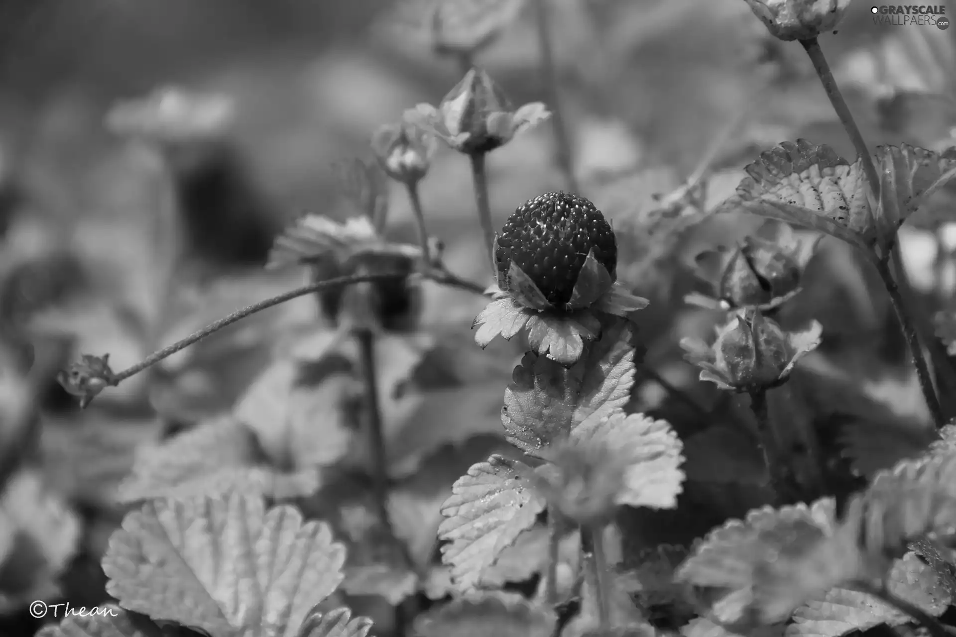 fruit, Duchesnea Indica, Red