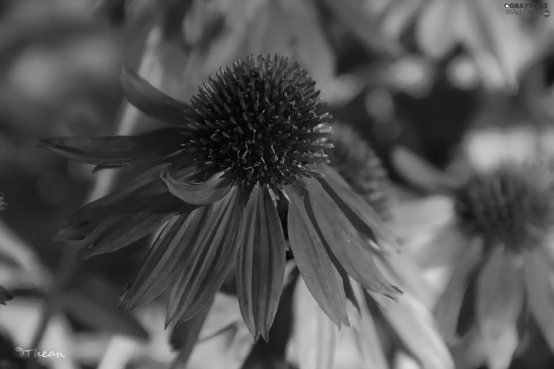 red hot, echinacea