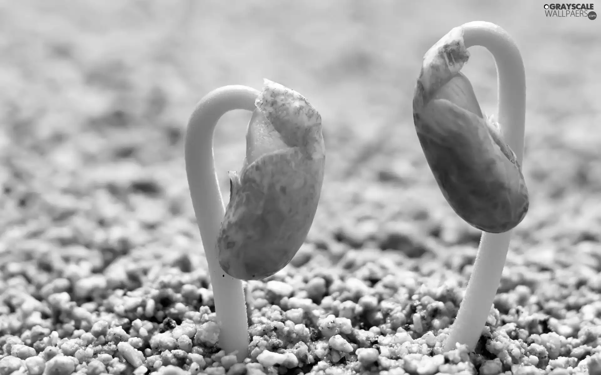Fasola, germinating, red hot