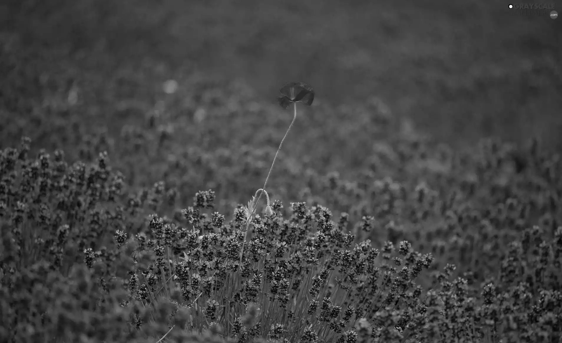 Field, Red, red weed, lavender