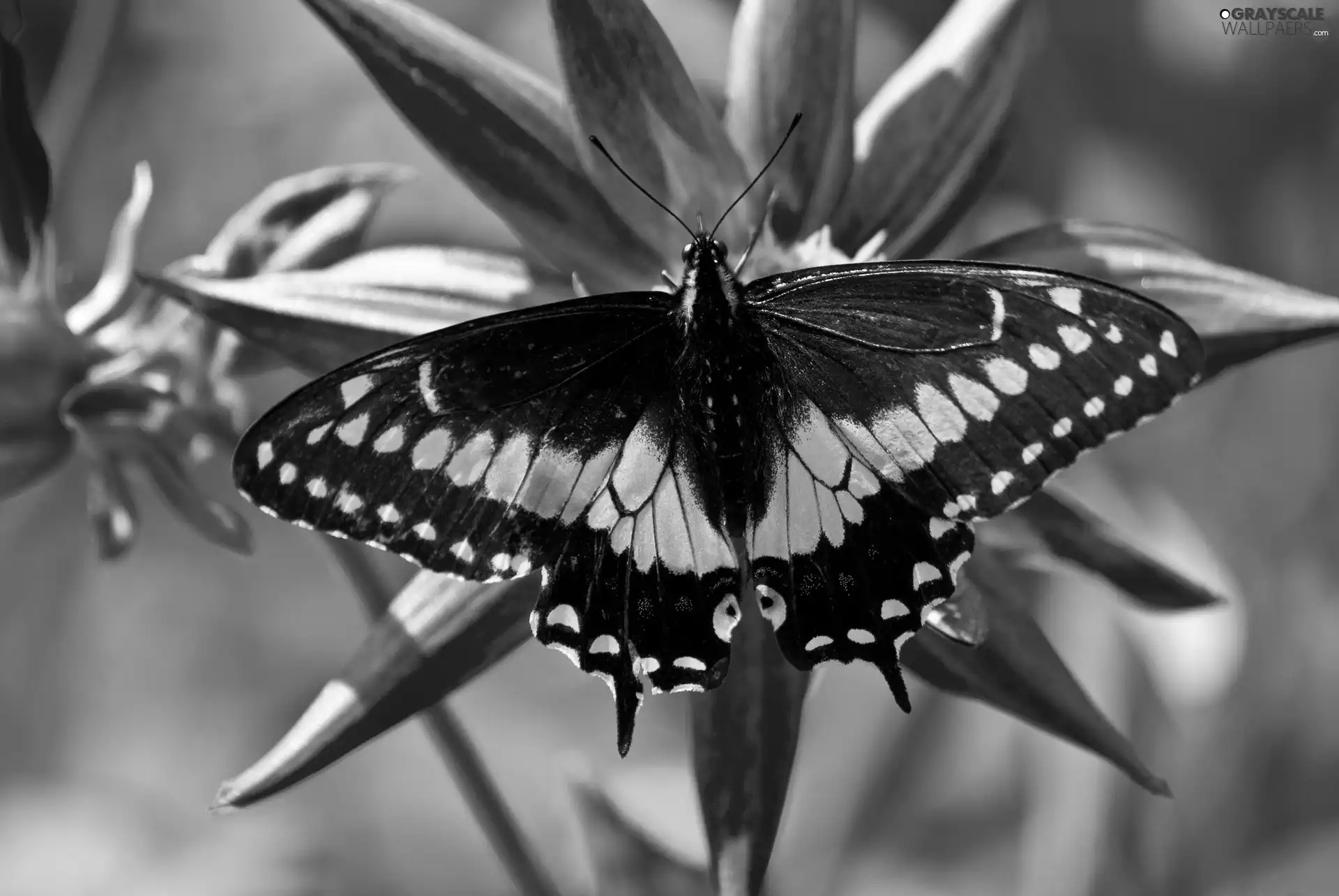 Red, Colourfull Flowers, Yellow, butterfly, black