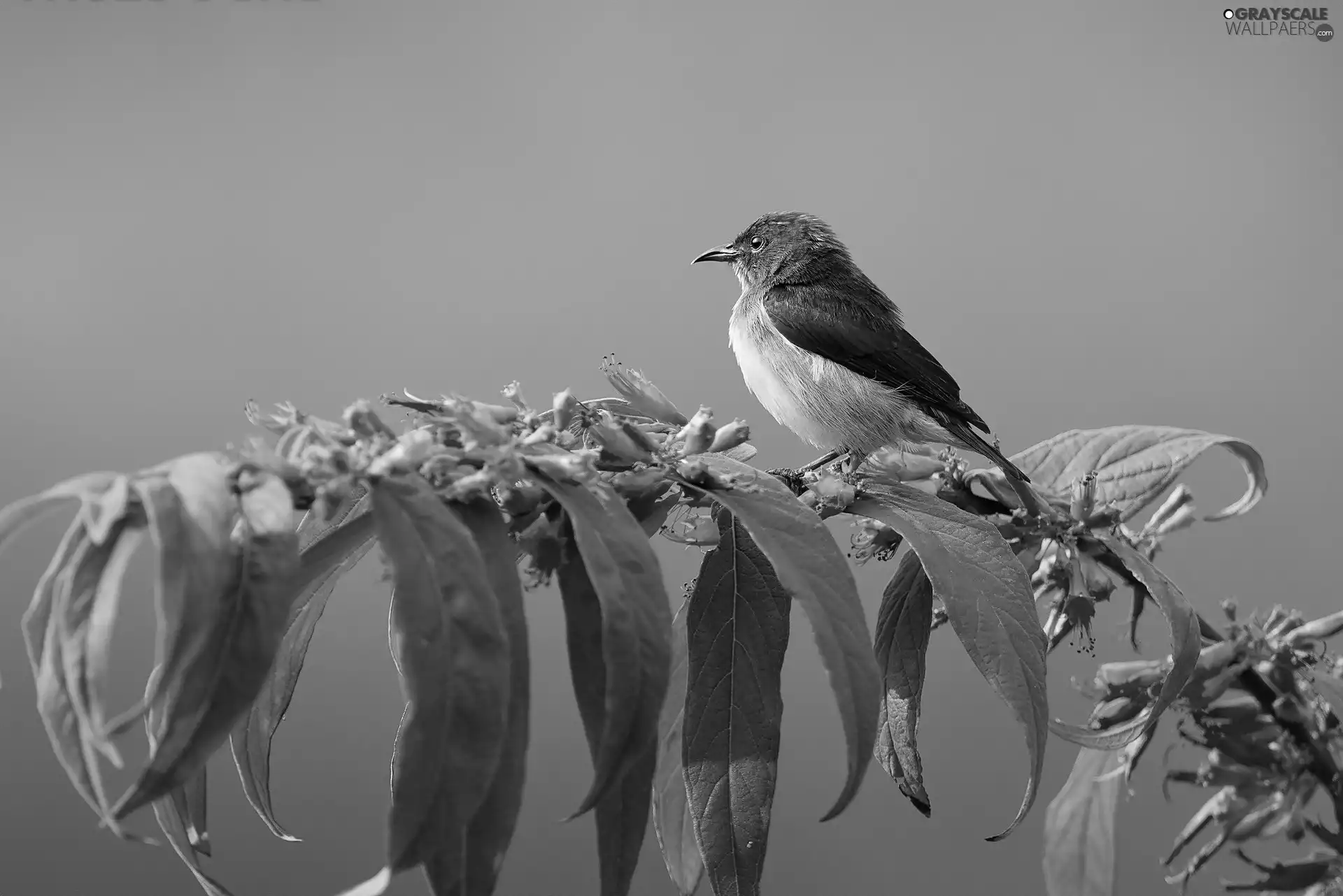 Red, Flowers, Bird, twig, exotic