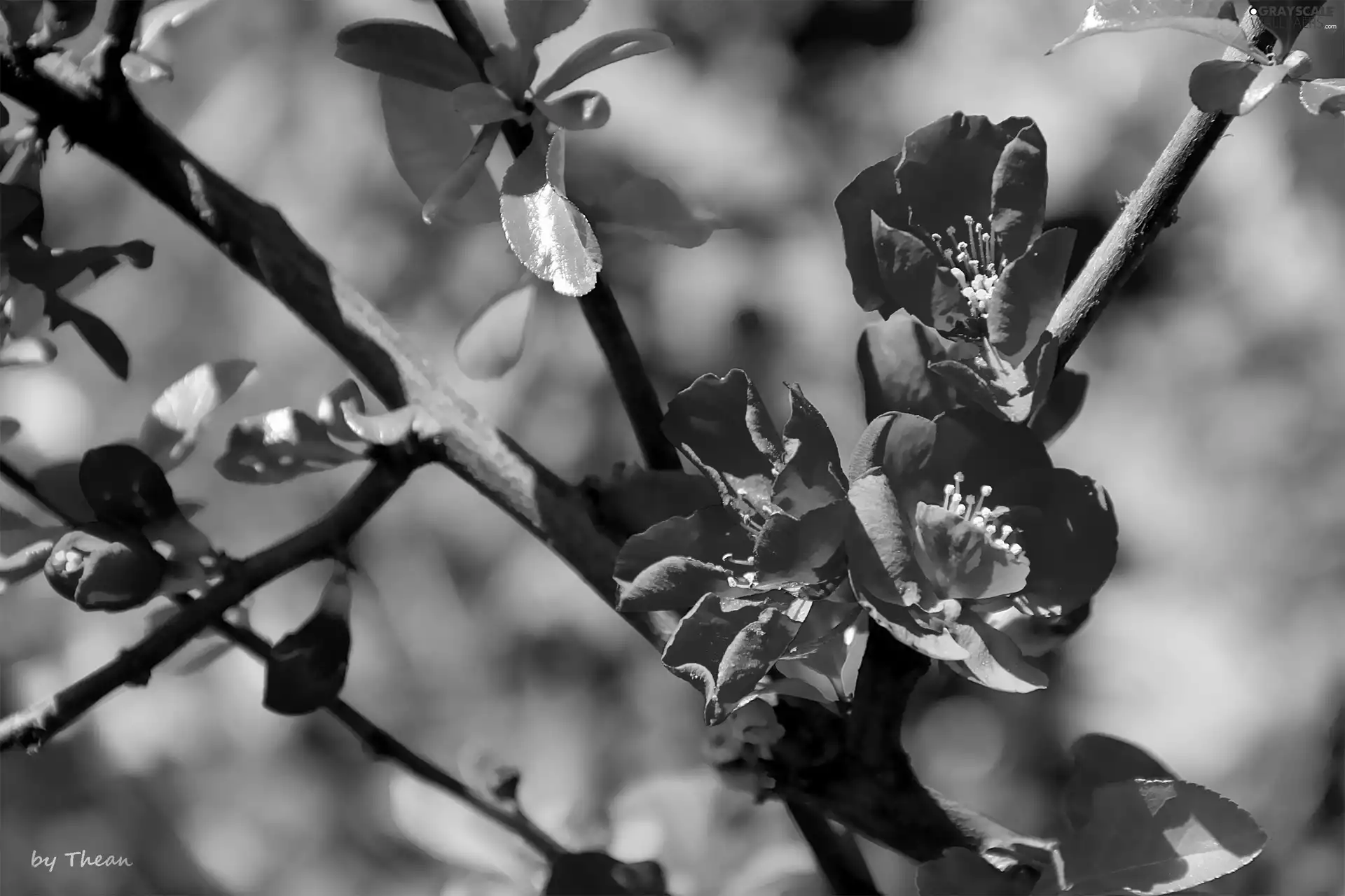 Red, Flowers, Bush, quince, flower