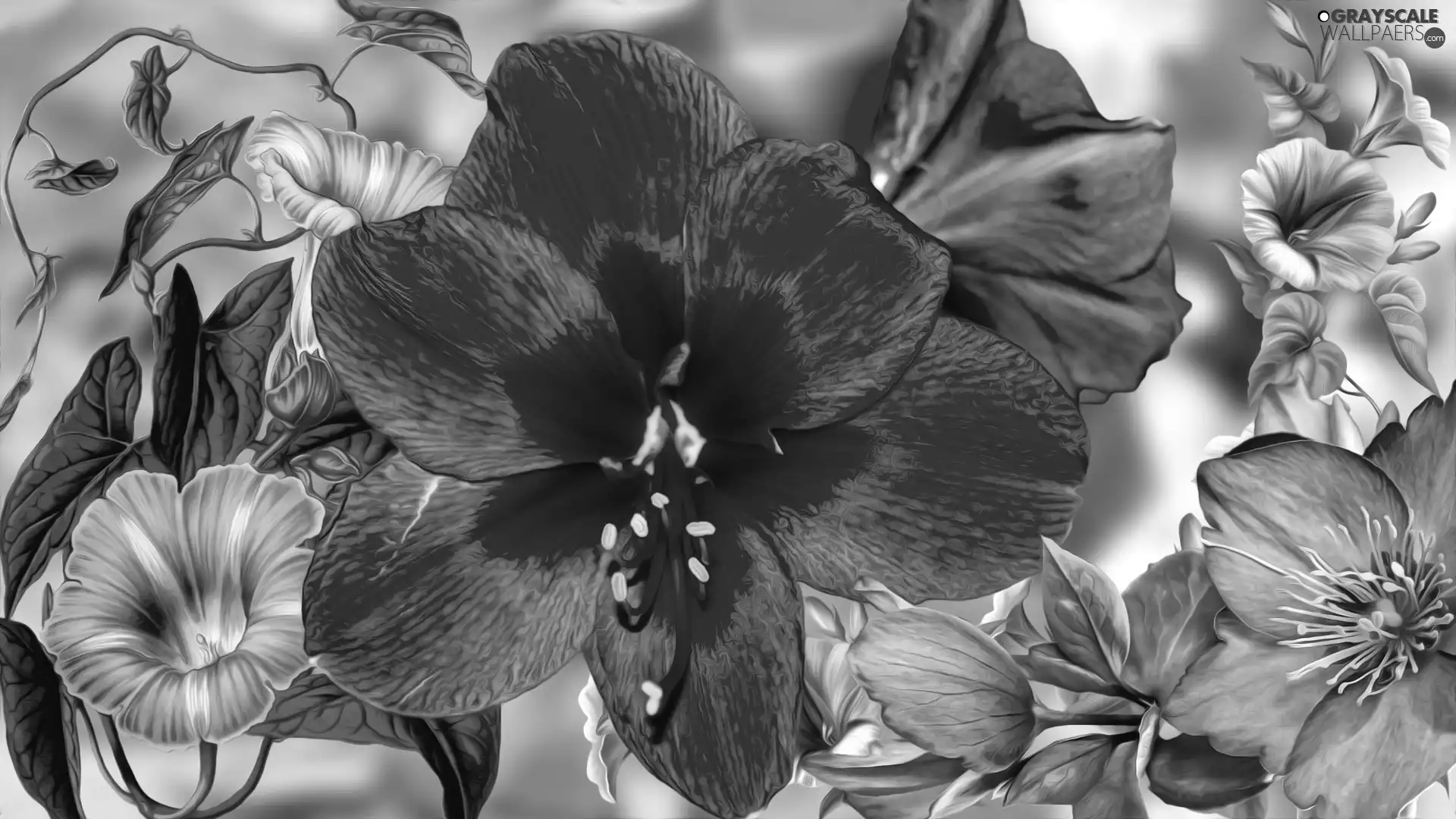 Flowers, amaryllis, graphics, Red