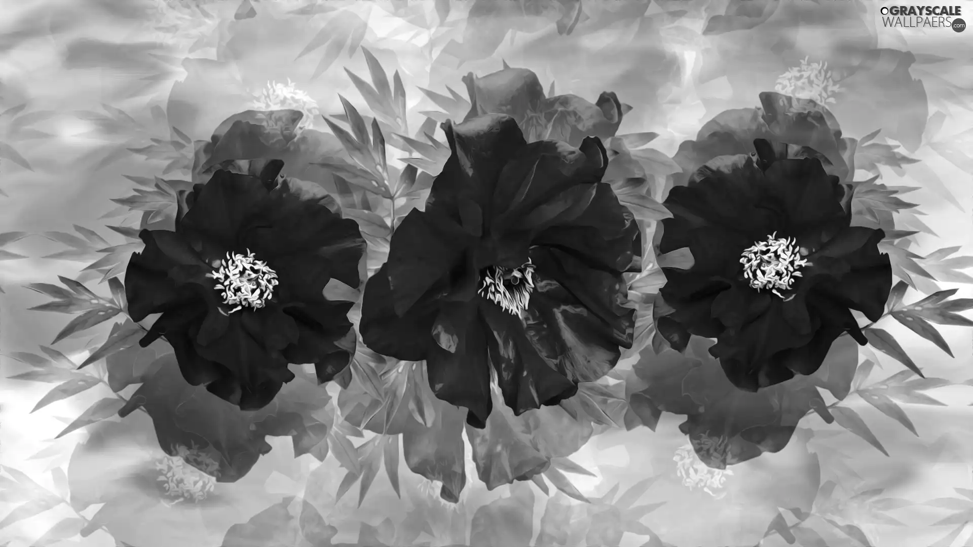Flowers, Peonies, graphics, Red
