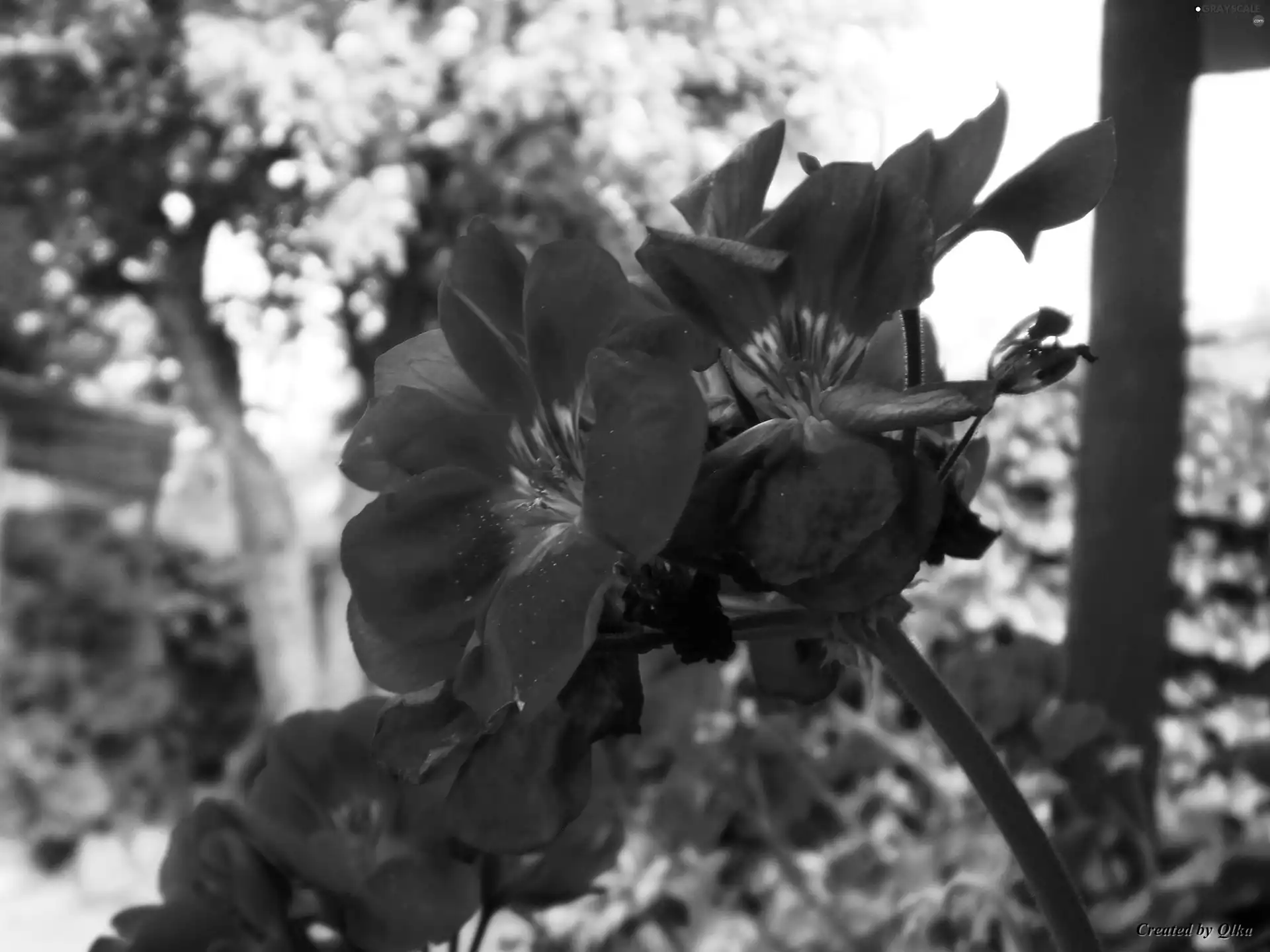 Flowers, Red