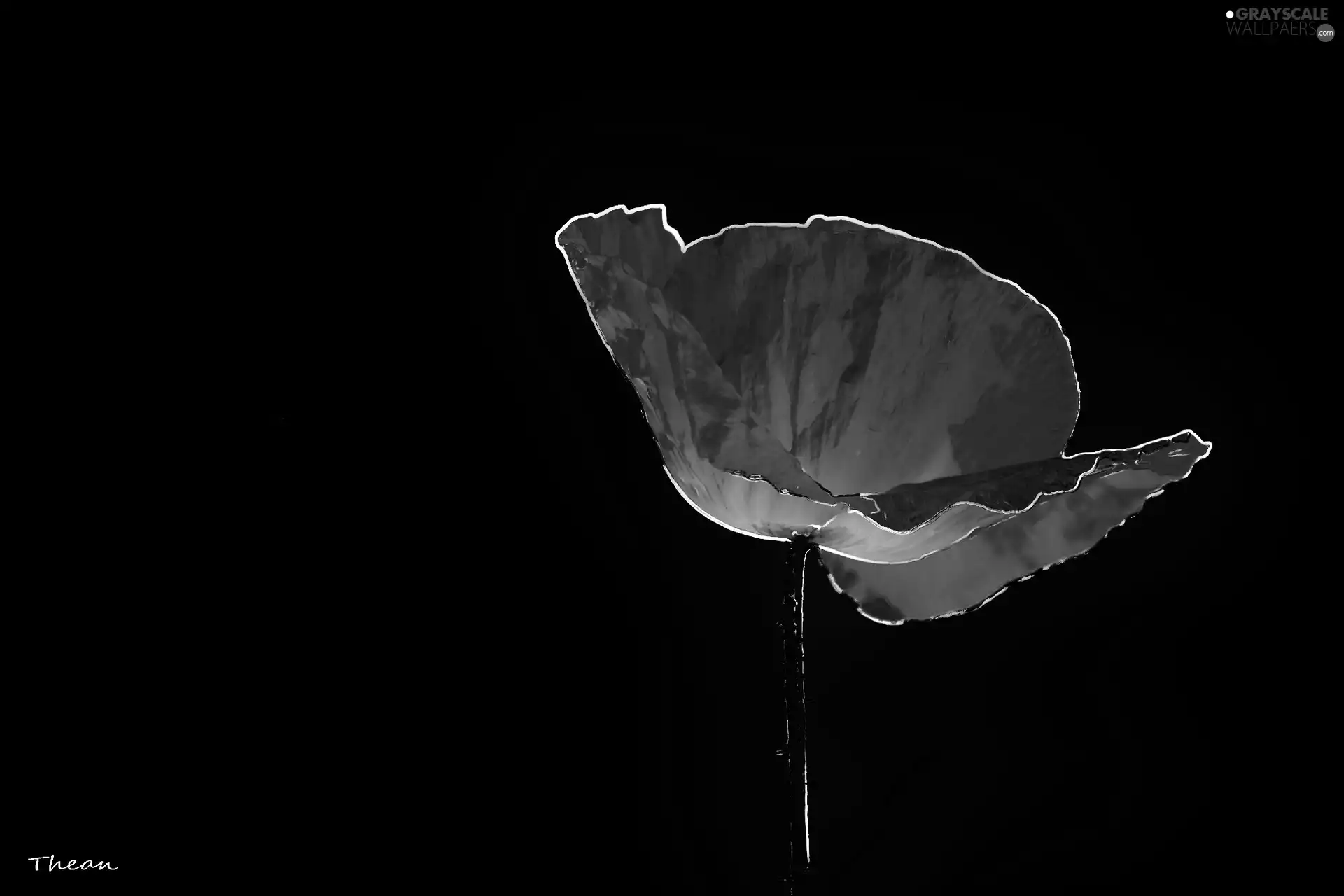 red weed, graphics