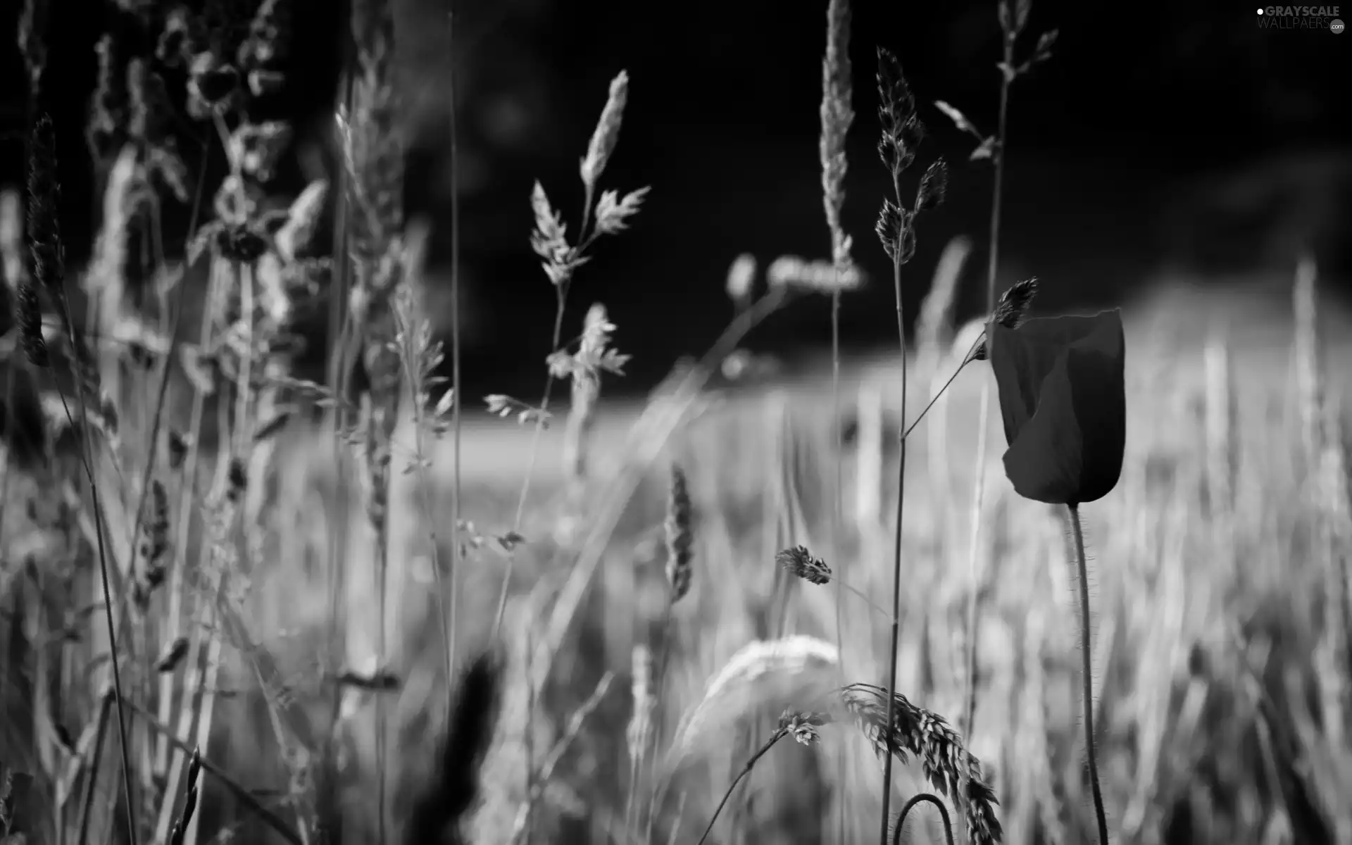 grass, Field, red weed
