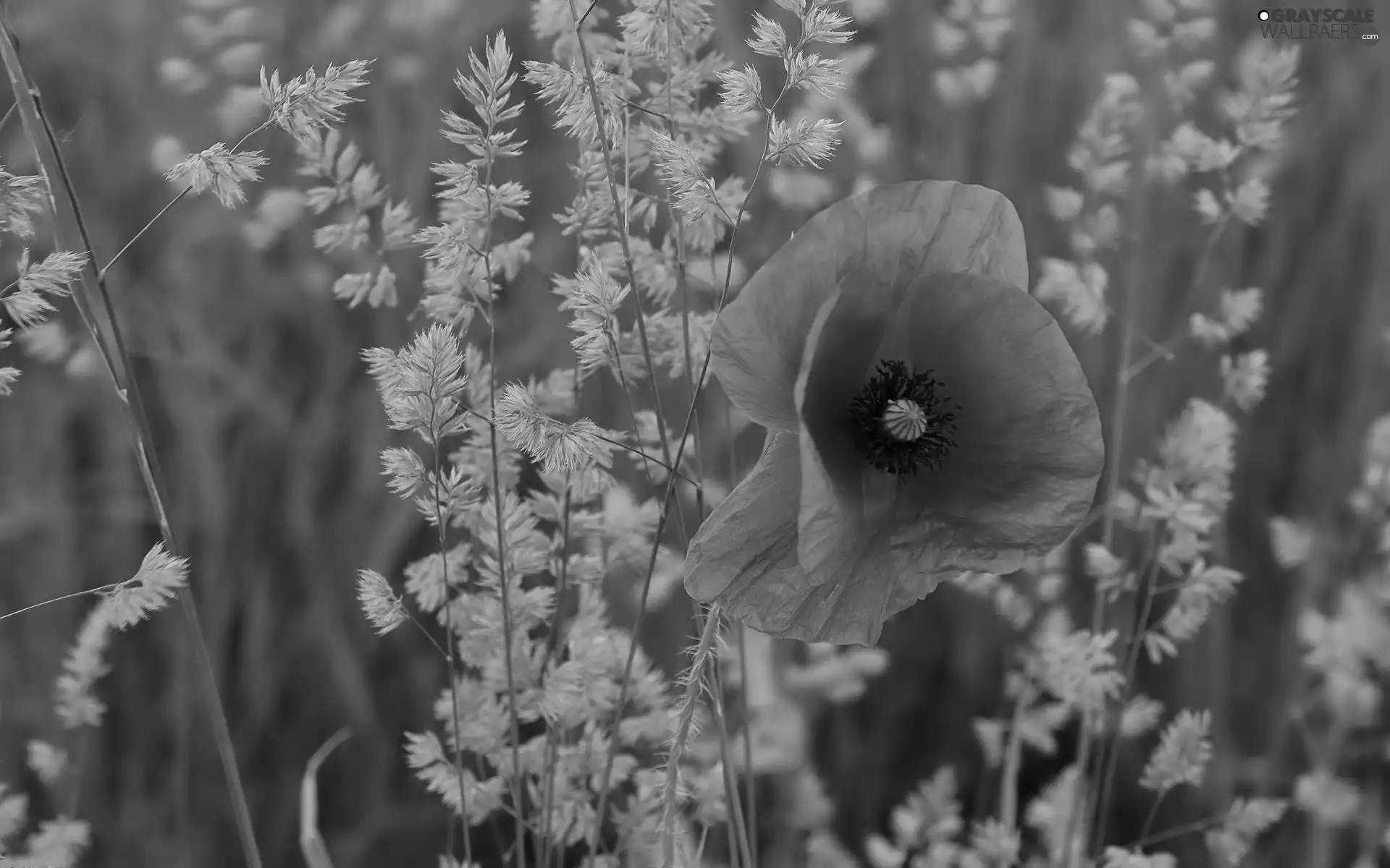 grass, Meadow, red weed