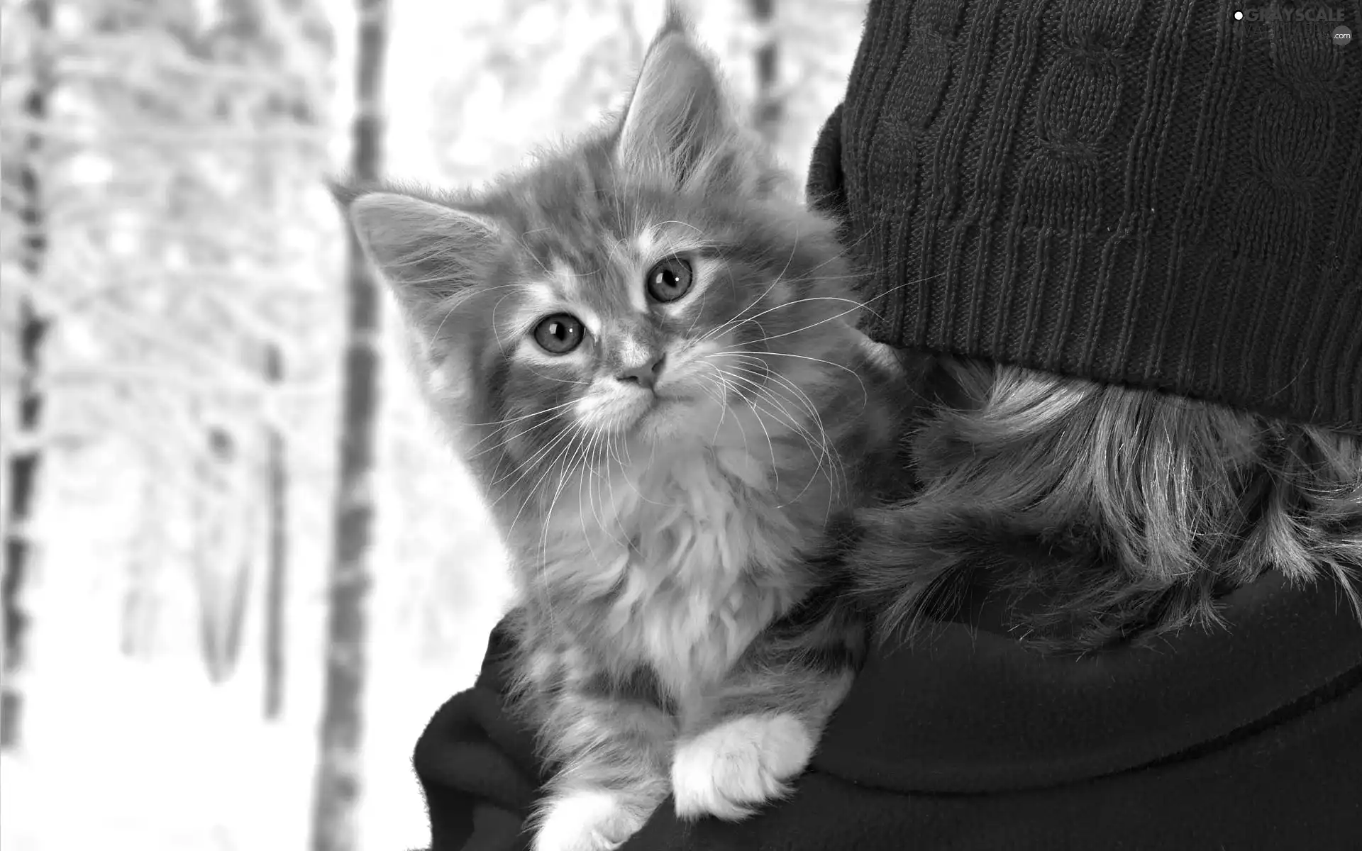 red hot, Hat, kitten, lady, ginger