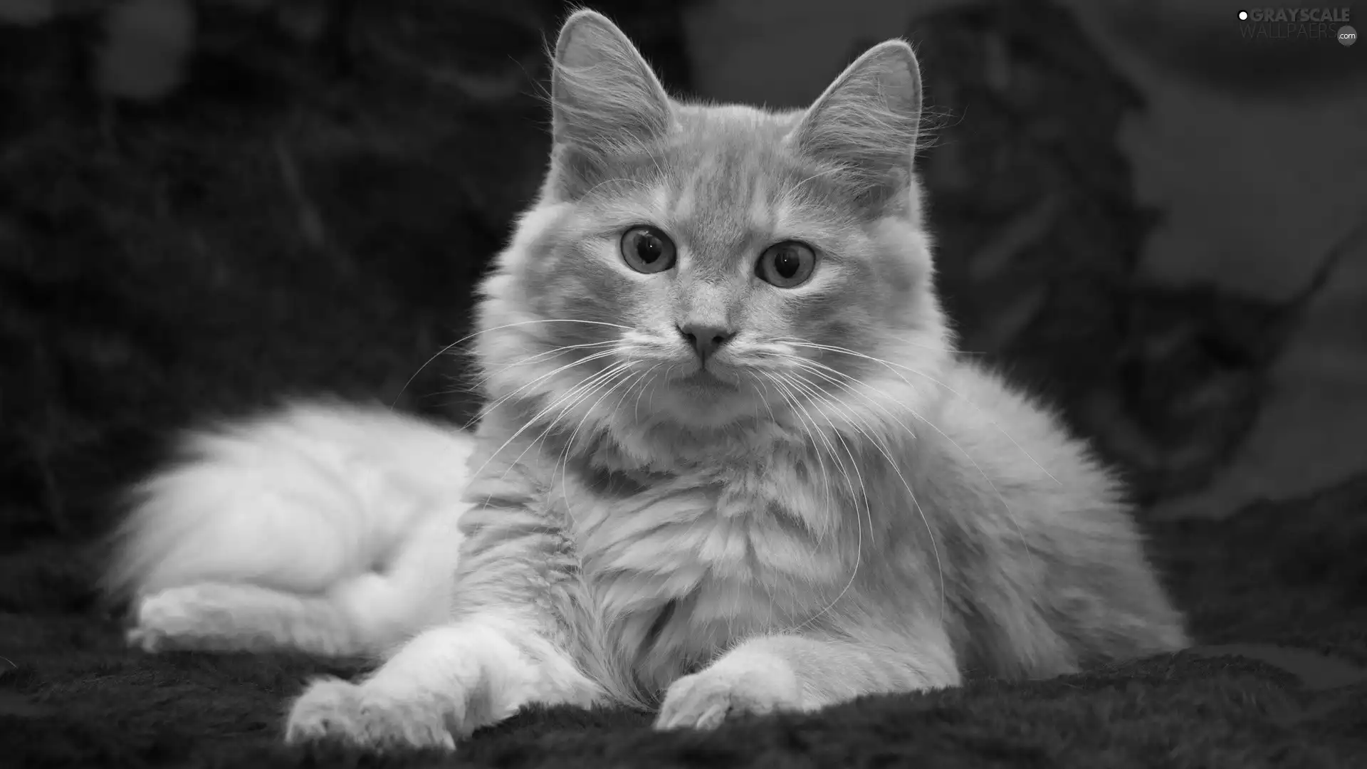 fluffy, red hot, overlay, cat