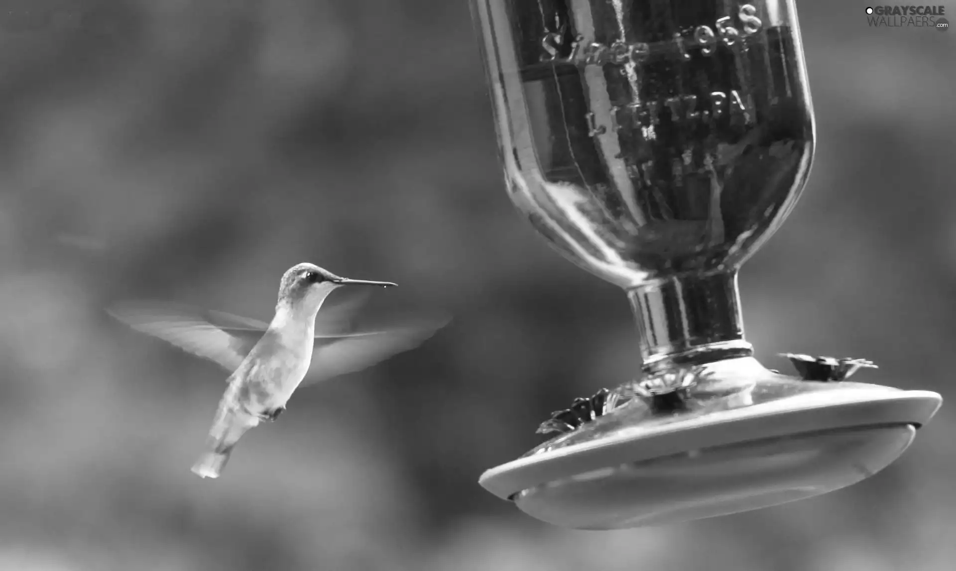 drinking fountain, humming-bird, Red