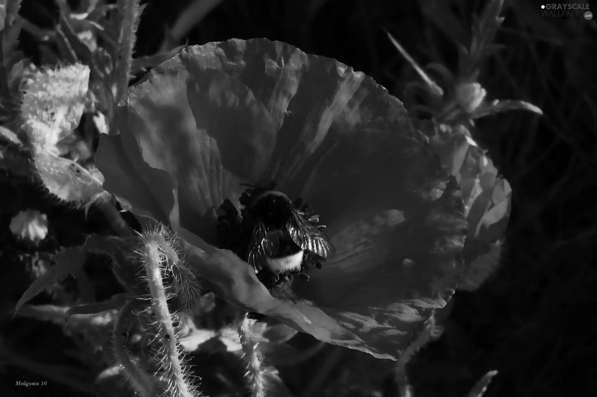 Insect, dumbledor, Red, red weed, Colourfull Flowers