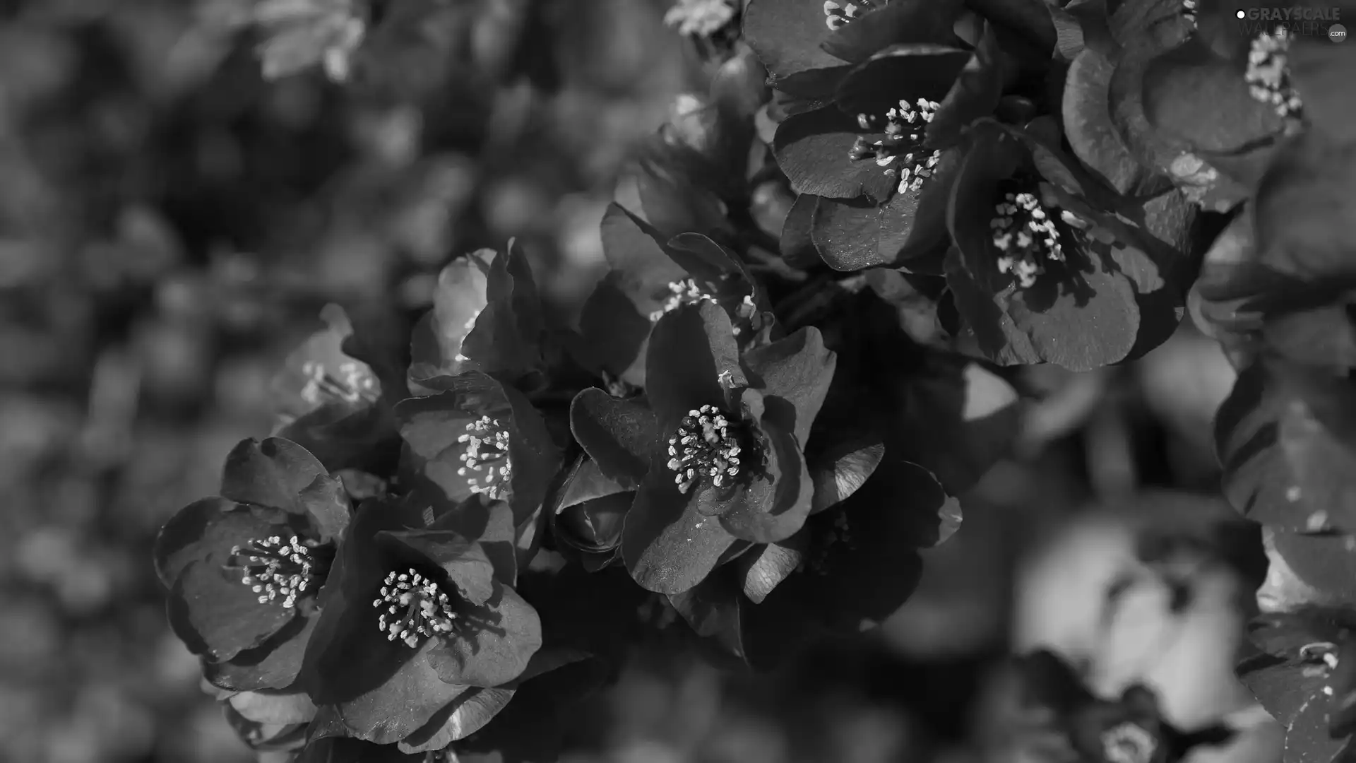 plant, Red, Japanese Quince, Flowers
