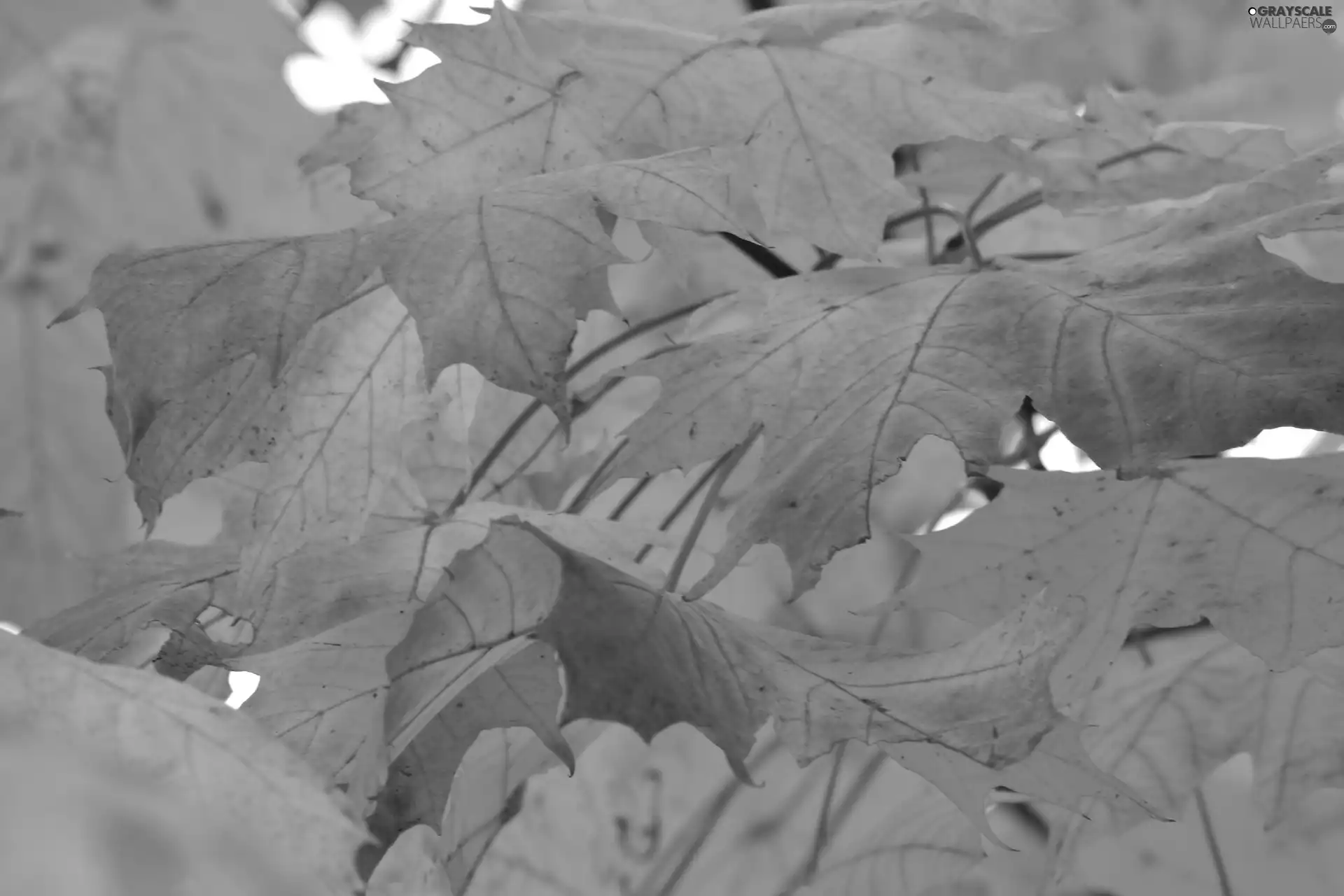 Leaf, maple, red and yellow