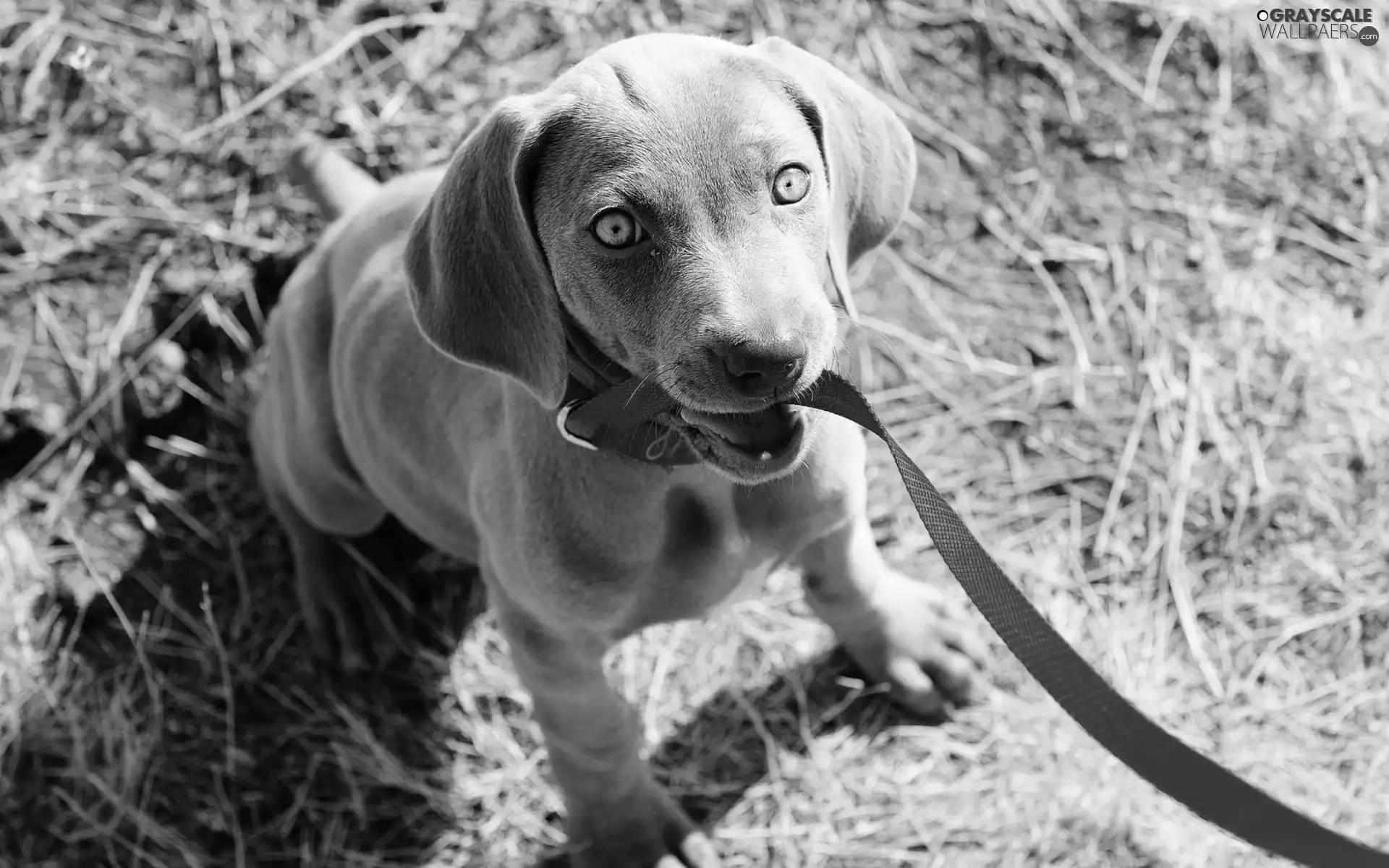 doggy, Leash, Weimaraner, red hot