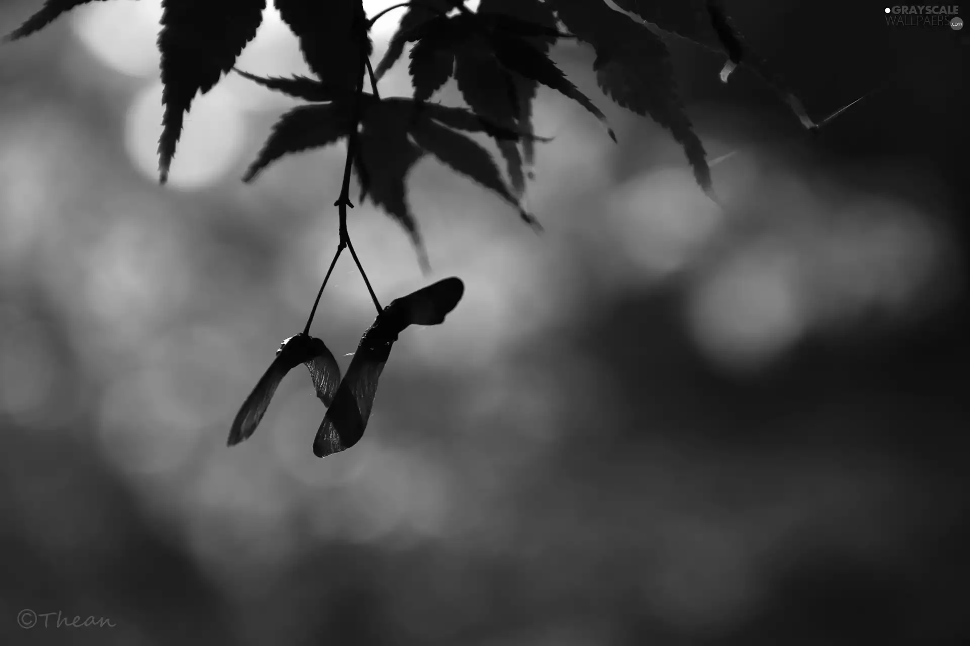 Fruits, Maple Palm, Red