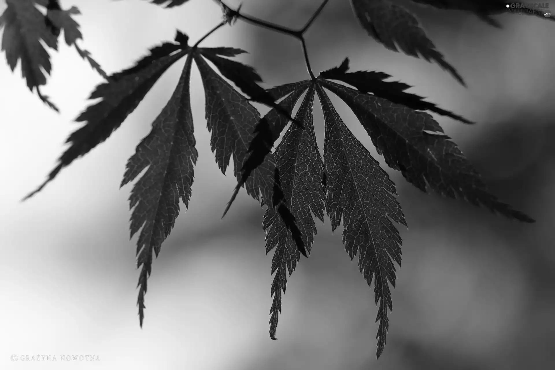 Leaf, Maple Palm, Red