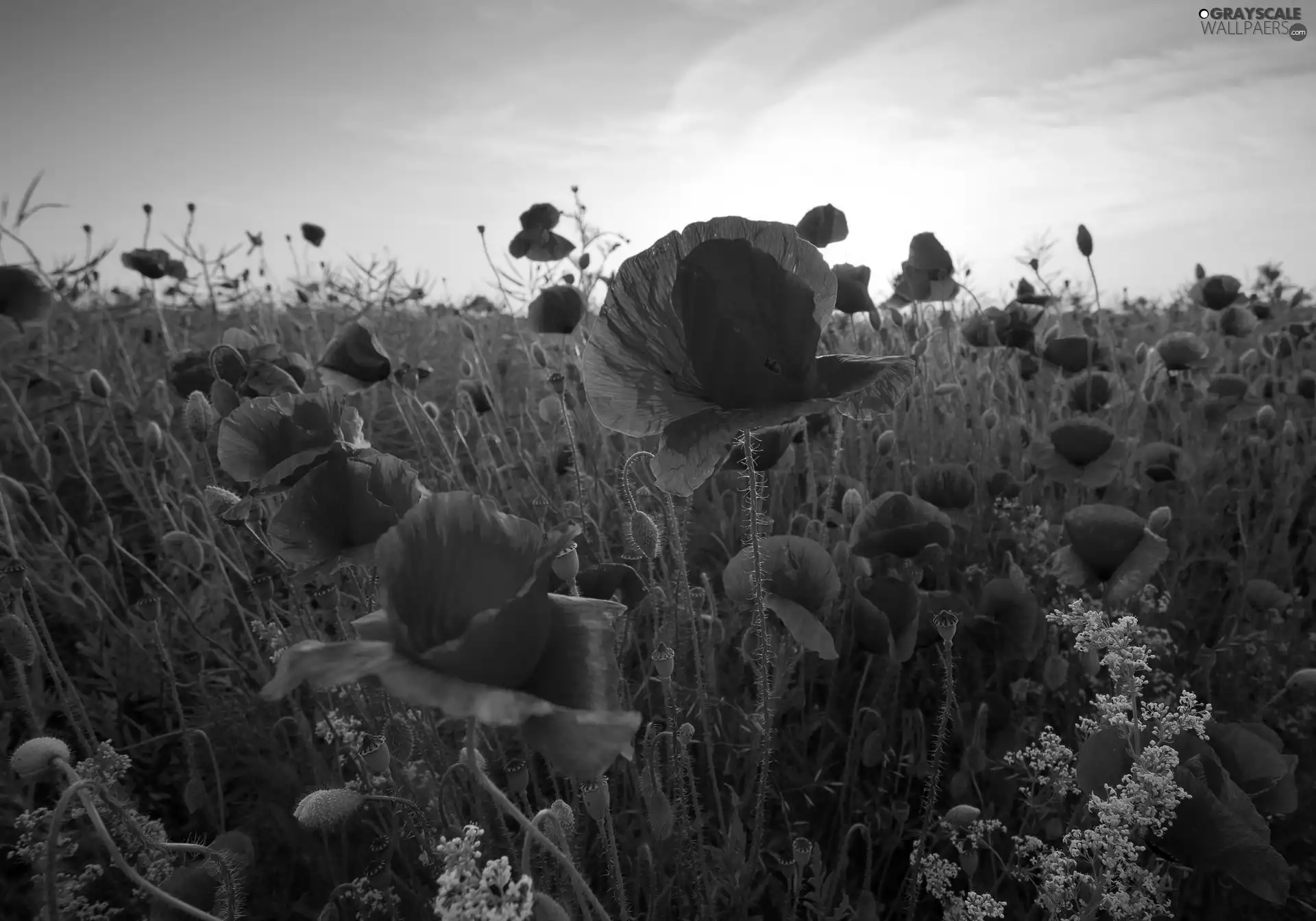 red weed, Meadow