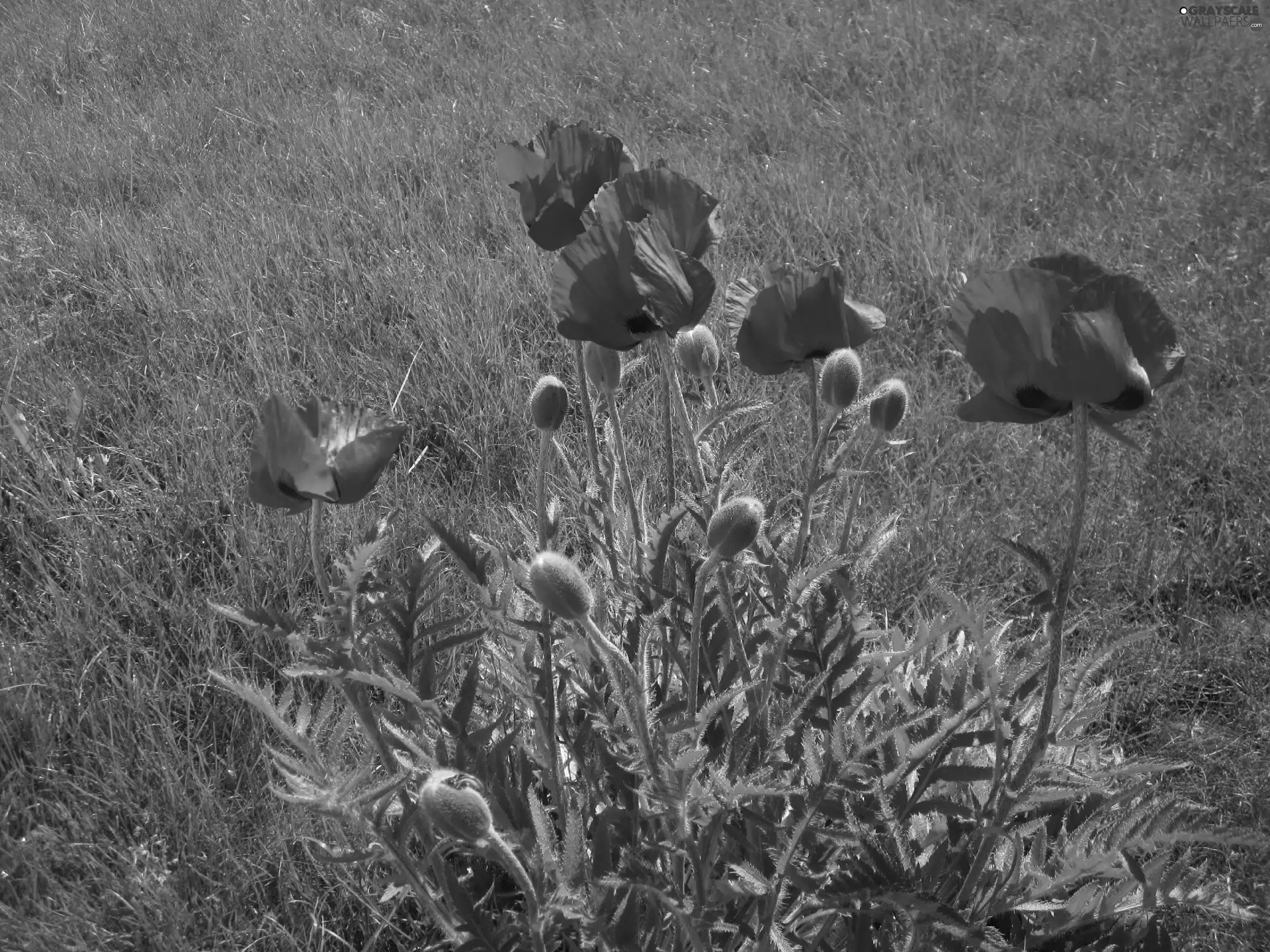 red weed, Meadow