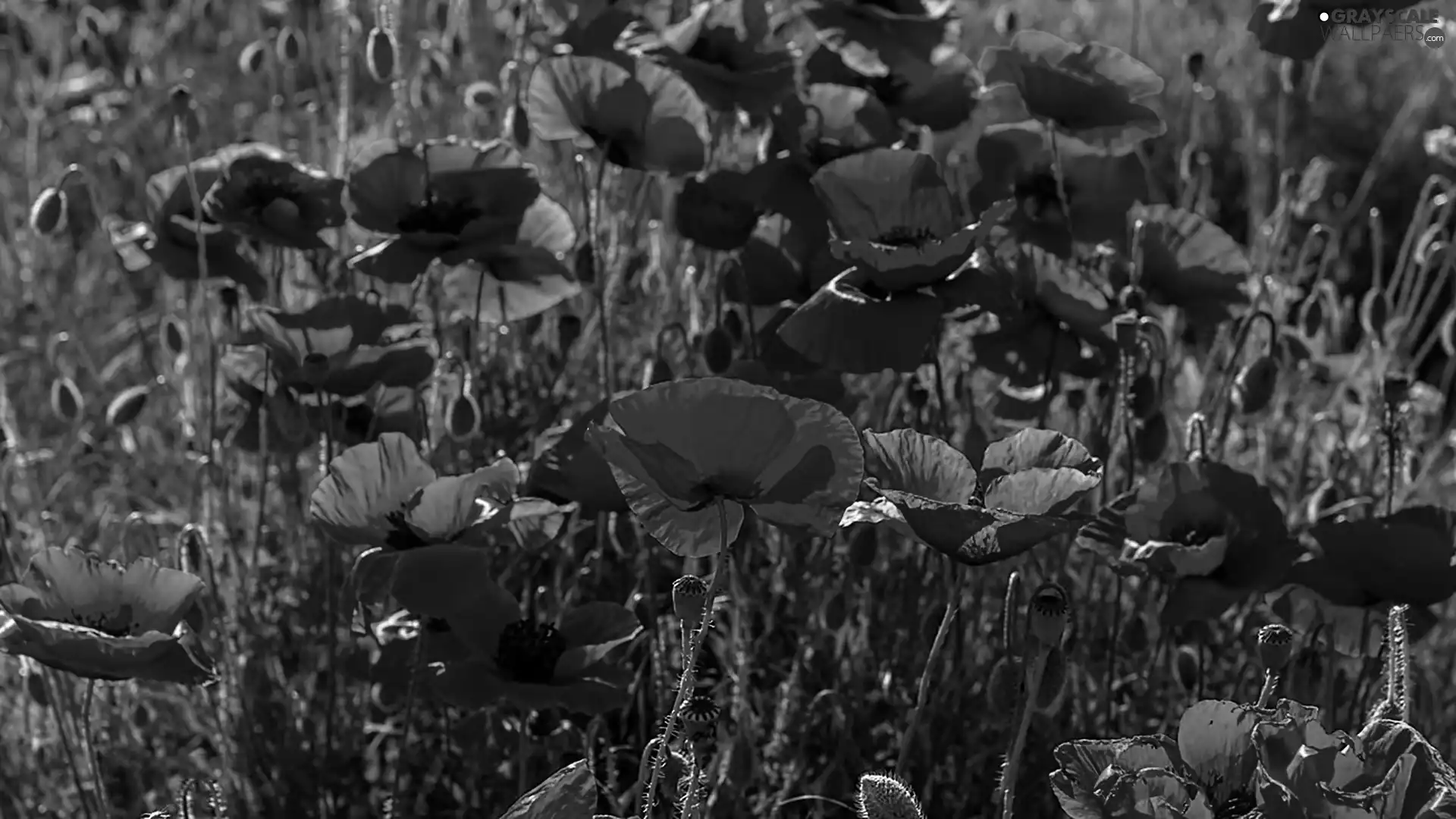 Red, papavers