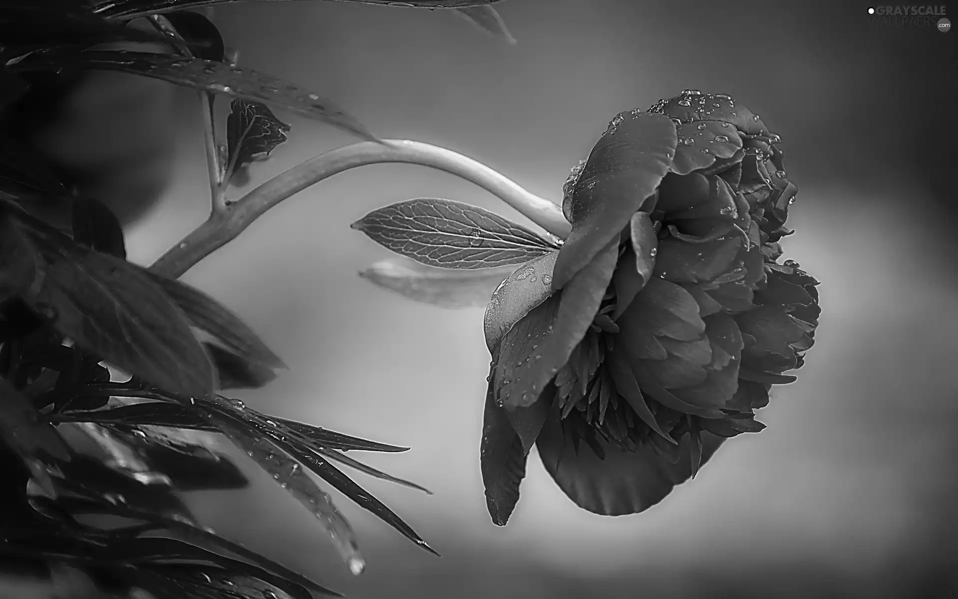 red hot, peony