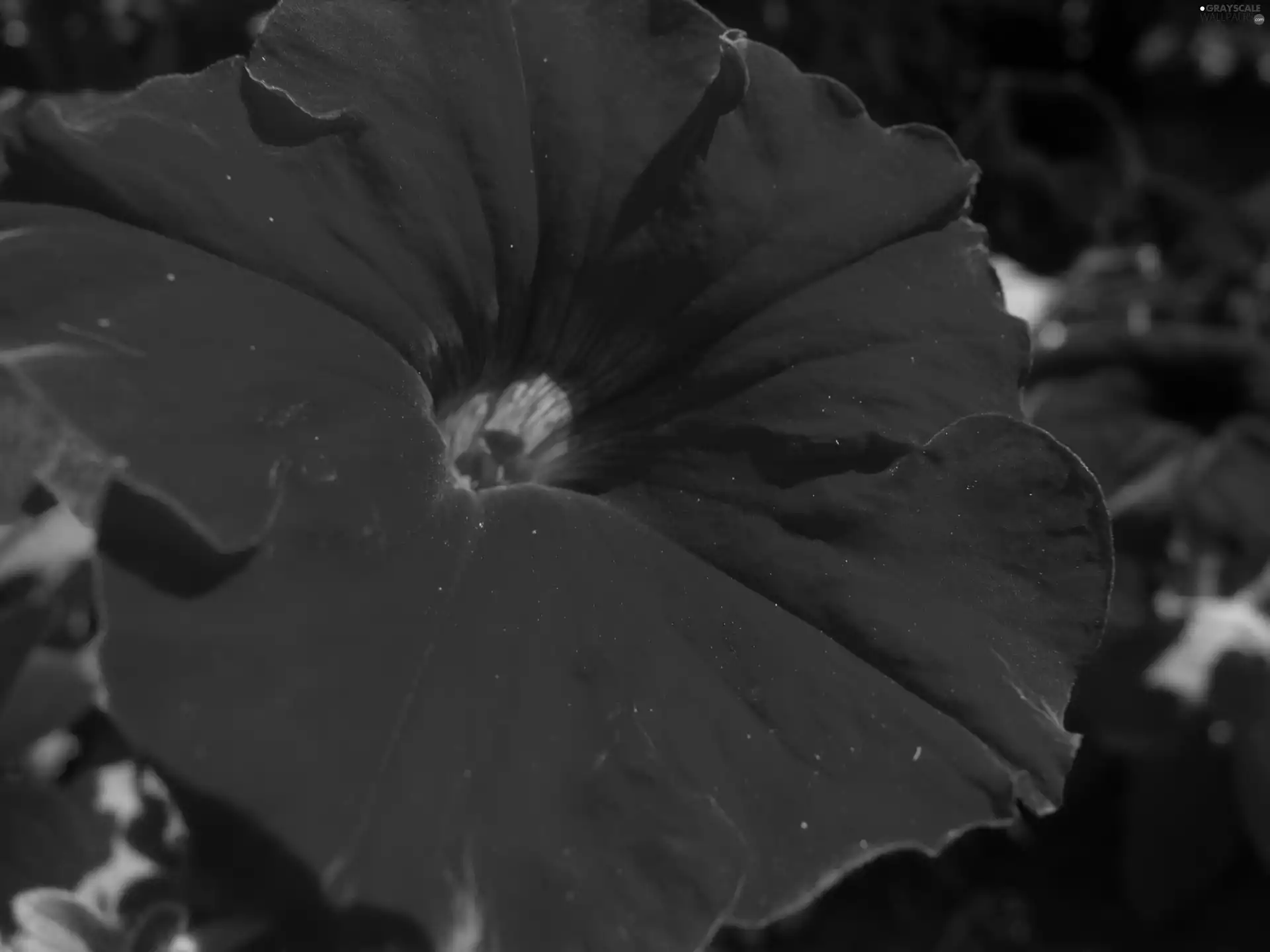 red hot, Petunia