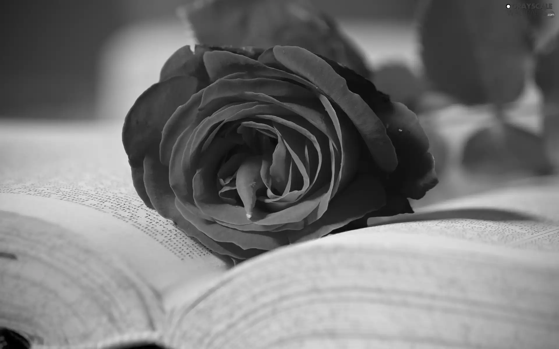 rose, Book, red hot