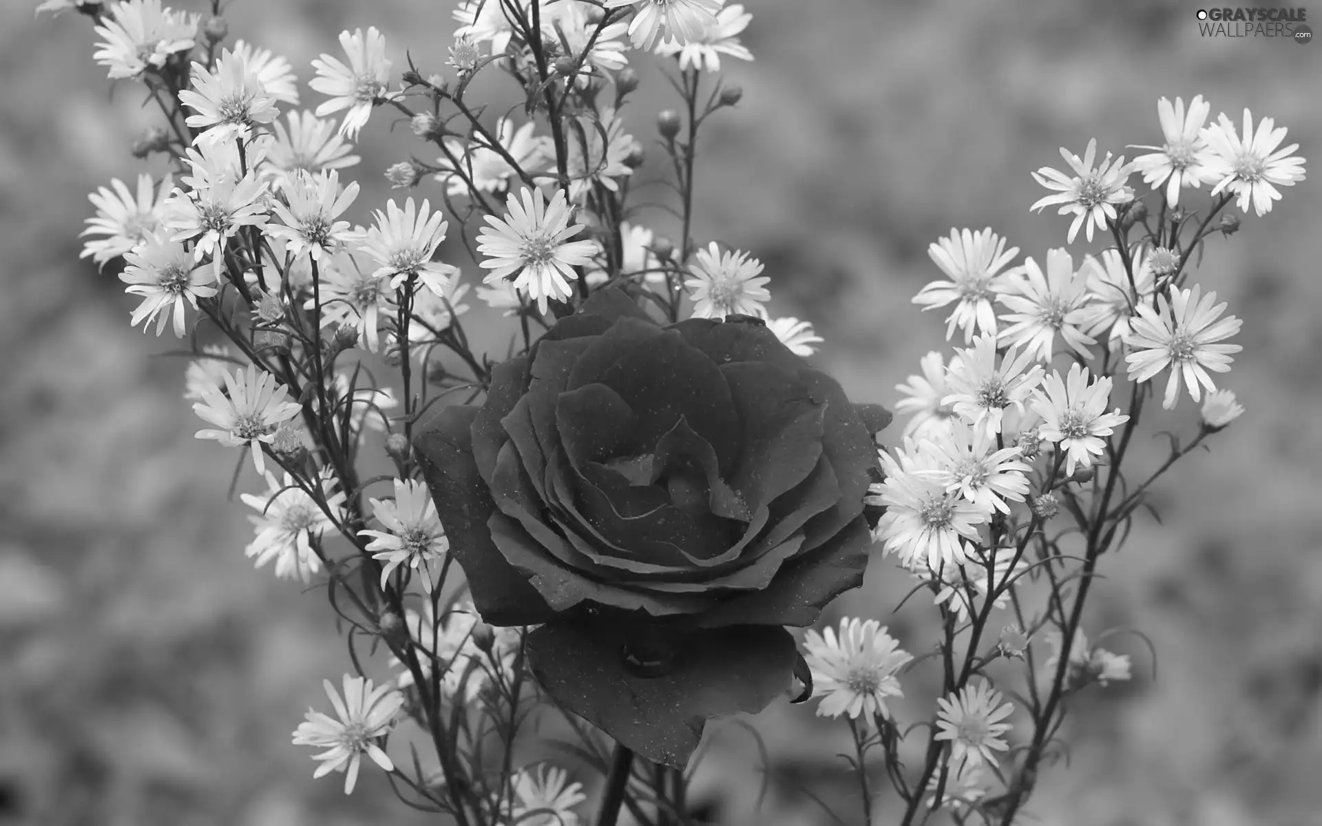 rose, Flowers, red hot