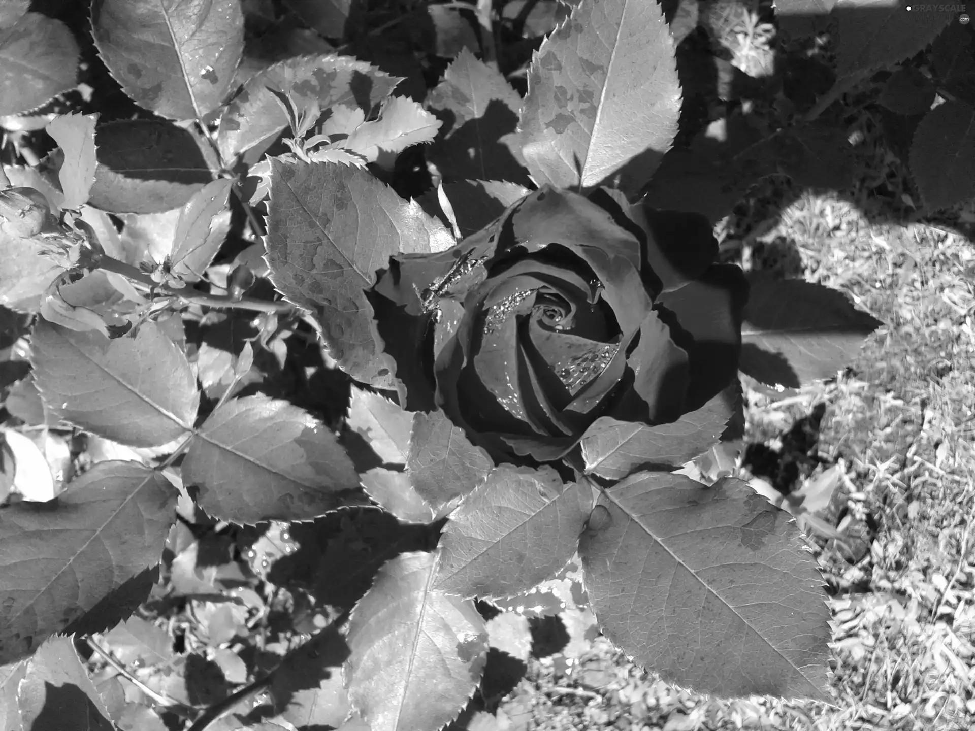 rose, summer, red hot